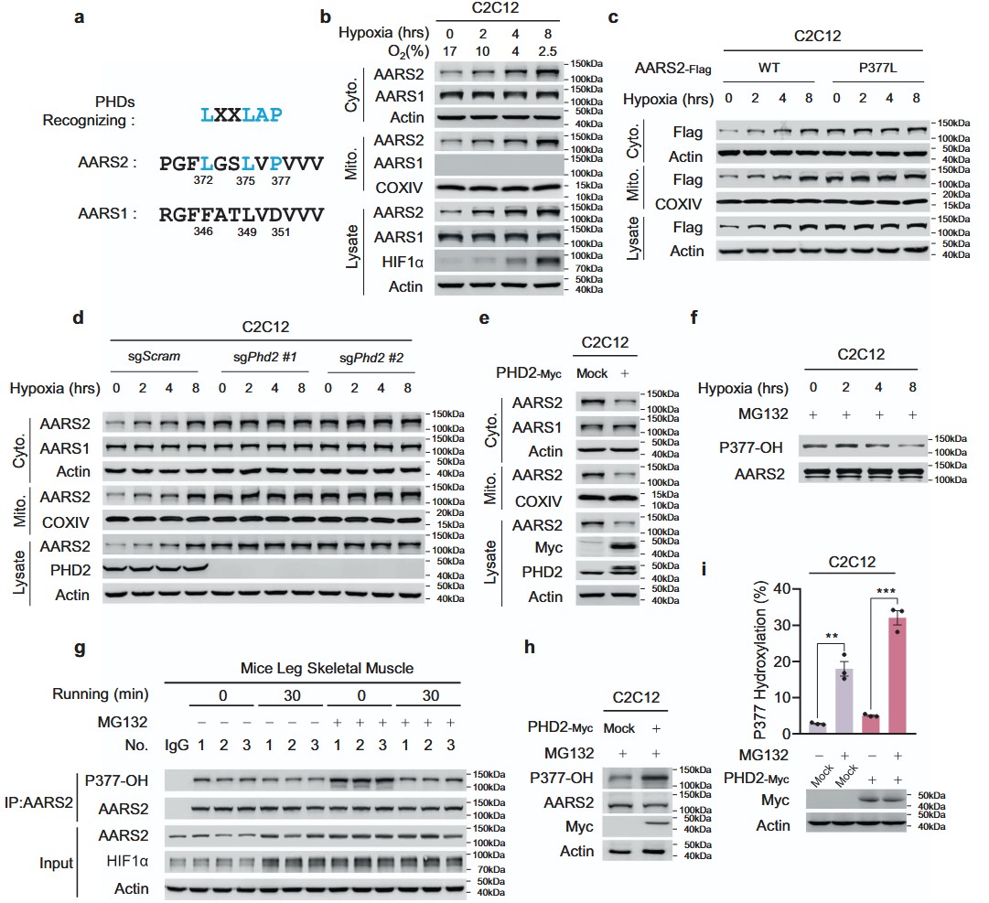 نقص الأكسجين يحفز تعديل بروتين الميتوكوندريا باللاكتيل للحد من الفسفرة التأكسدية Hypoxia induces mitochondrial protein lactylation to limit oxidative phosphorylation