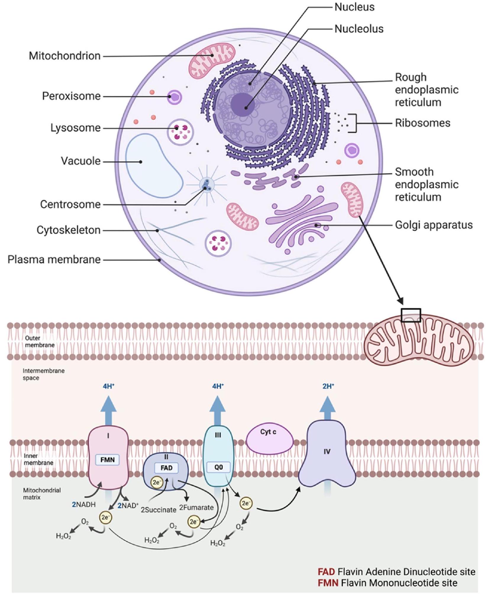 التفاعل بين الإجهاد التأكسدي، التواصل الخلوي ومسارات الإشارة في السرطان Interplay of oxidative stress, cellular communication and signaling pathways in cancer