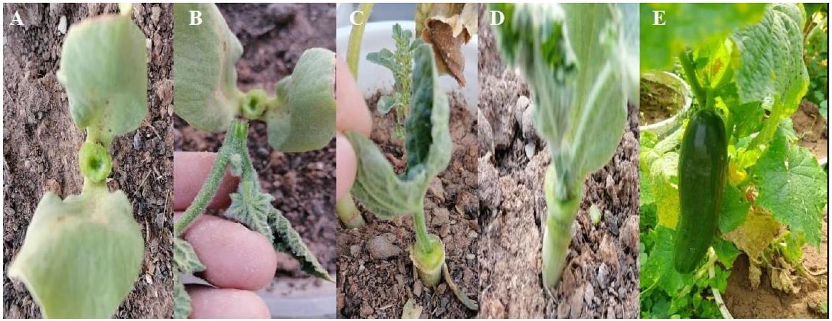 تعزيز تحمل الملوحة في الخيار من خلال التخصيب الحيوي بالسيلينيوم والتطعيم Enhancing salinity tolerance in cucumber through Selenium biofortification and grafting