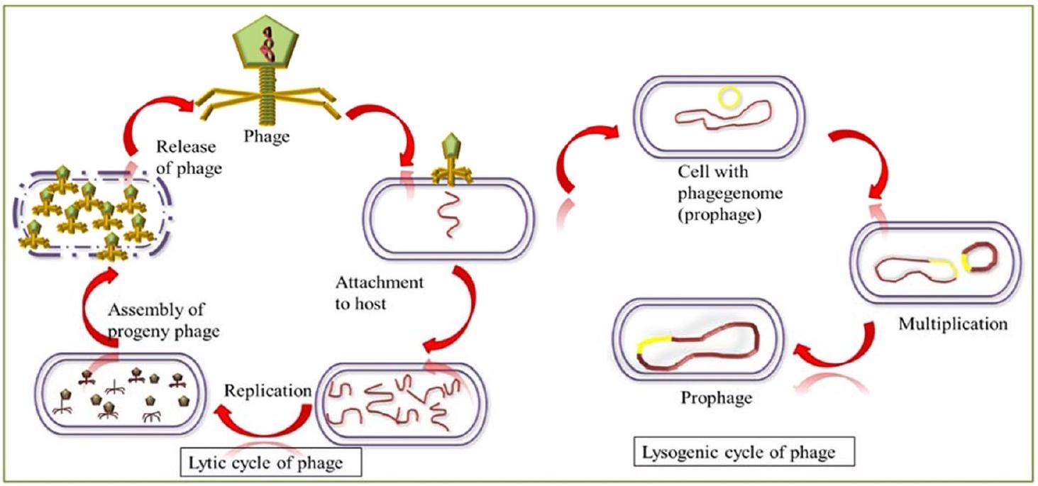 الجوانب الإيجابية والسلبية للبكتيريوفاجات ودورها الهائل في السلسلة الغذائية Positive and negative aspects of bacteriophages and their immense role in the food chain