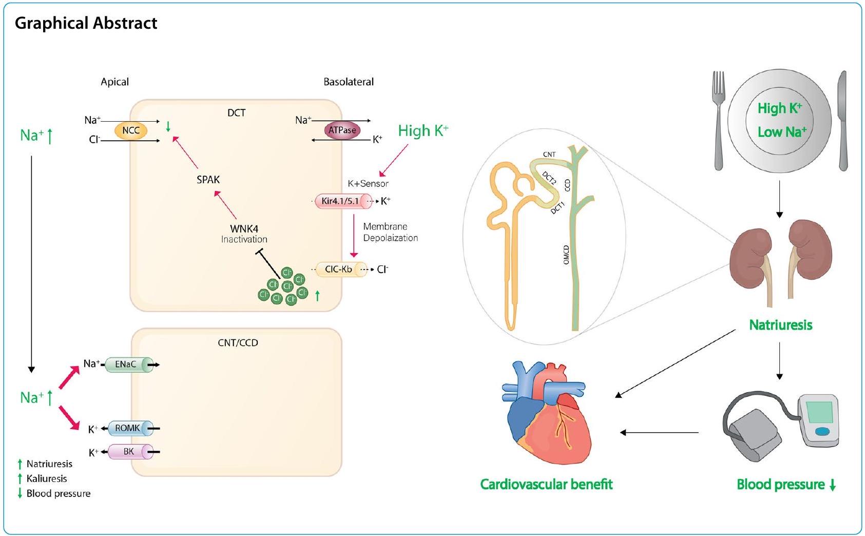 أثر النظام الغذائي منخفض الصوديوم وعالي البوتاسيوم على خفض ضغط الدم والأحداث القلبية الوعائية Effect of low sodium and high potassium diet on lowering blood pressure and cardiovascular events