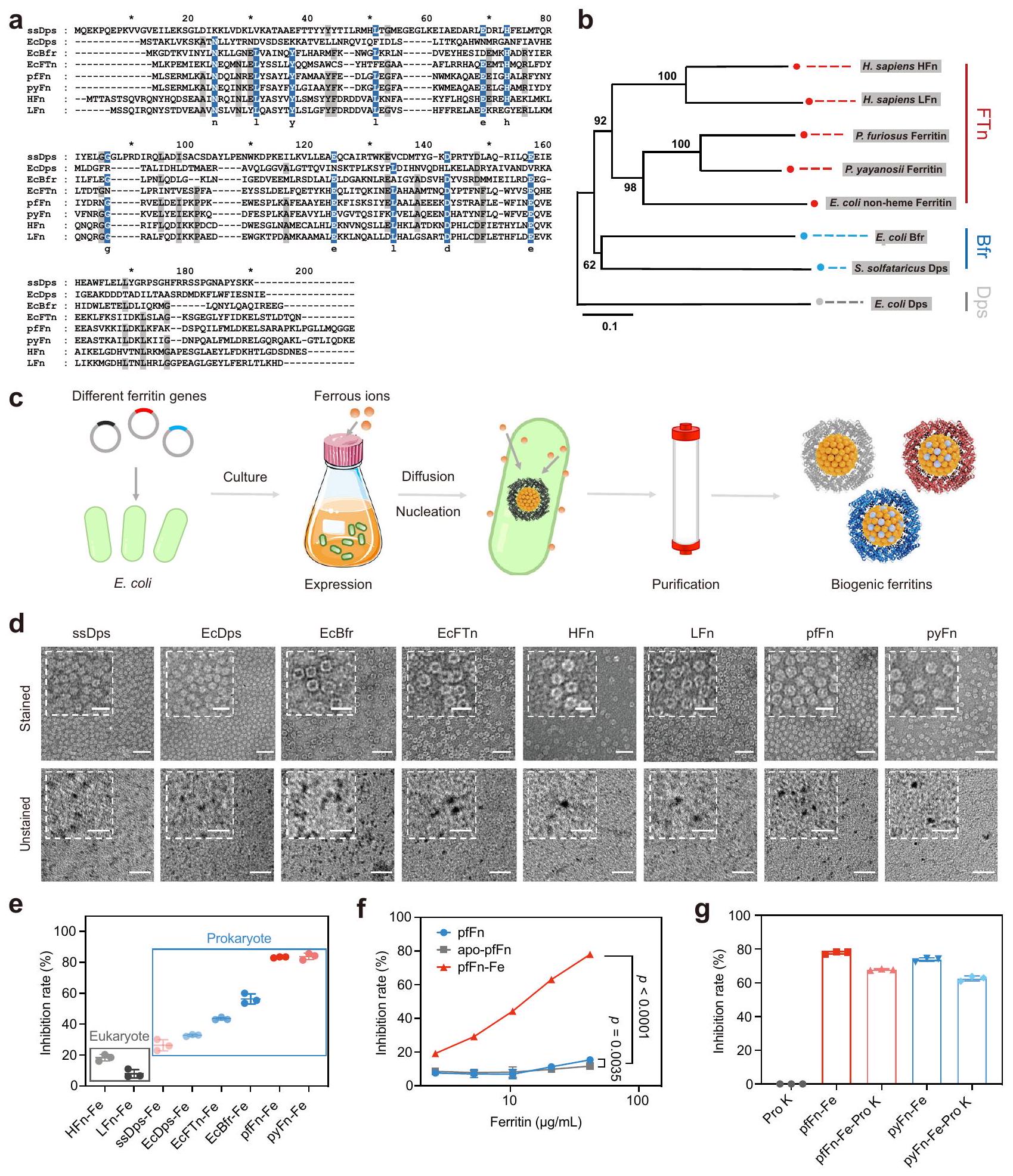 إنزيم نانوي حيوي طبيعي لالتقاط جذور الأكسيد الفائقة A natural biogenic nanozyme for scavenging superoxide radicals