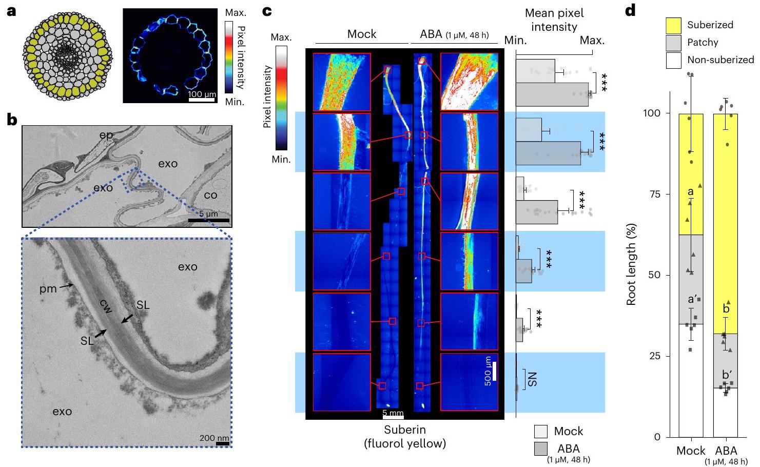 الطبقة الخارجية المتصلبة ضرورية لتحمل الطماطم للجفاف A suberized exodermis is required for tomato drought tolerance
