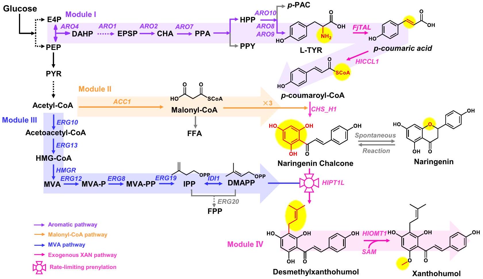 التخليق الحيوي الجديد للفلافونويد النشط حيويًا زانثوهومول في الخميرة De novo biosynthesis of the hops bioactive flavonoid xanthohumol in yeast