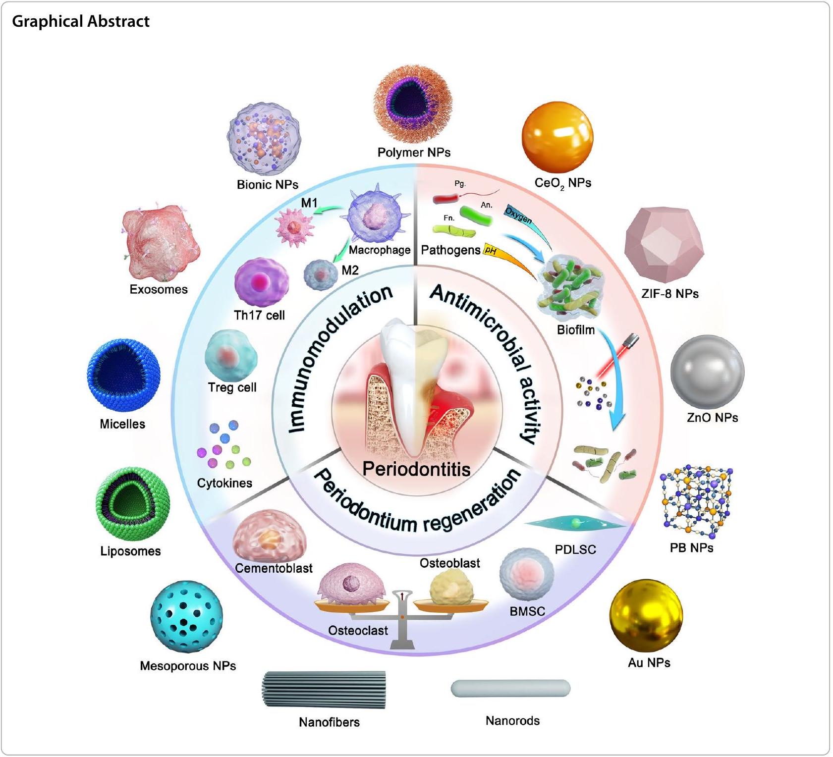 رؤى جديدة في العلاجات النانوية لالتهاب اللثة: كونشيرتو ثلاثي للنشاط المضاد للميكروبات، تعديل المناعة وتجديد اللثة New insights into nanotherapeutics for periodontitis: a triple concerto of antimicrobial activity, immunomodulation and periodontium regeneration