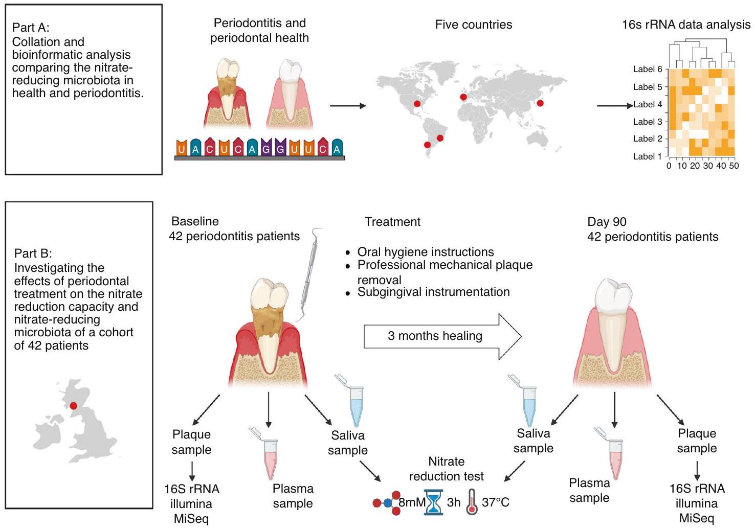 قدرة تقليل النترات في الميكروبات الفموية متأثرة في التهاب اللثة: الآثار المحتملة لتوافر أكسيد النيتريك النظامي Nitrate reduction capacity of the oral microbiota is impaired in periodontitis: potential implications for systemic nitric oxide availability