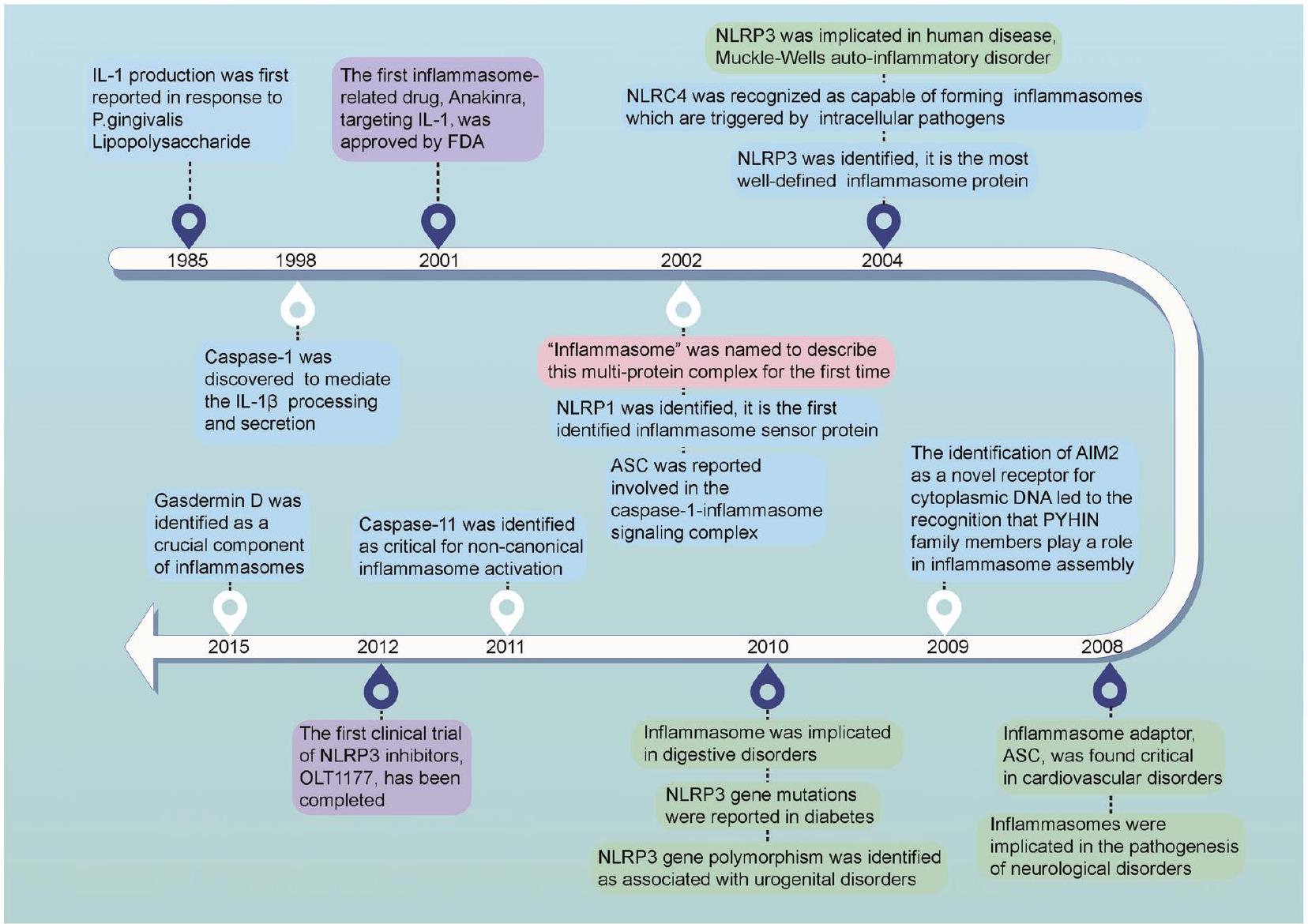 دور الأجسام الالتهابية في الأمراض البشرية وإمكانيتها كأهداف علاجية The role of inflammasomes in human diseases and their potential as therapeutic targets