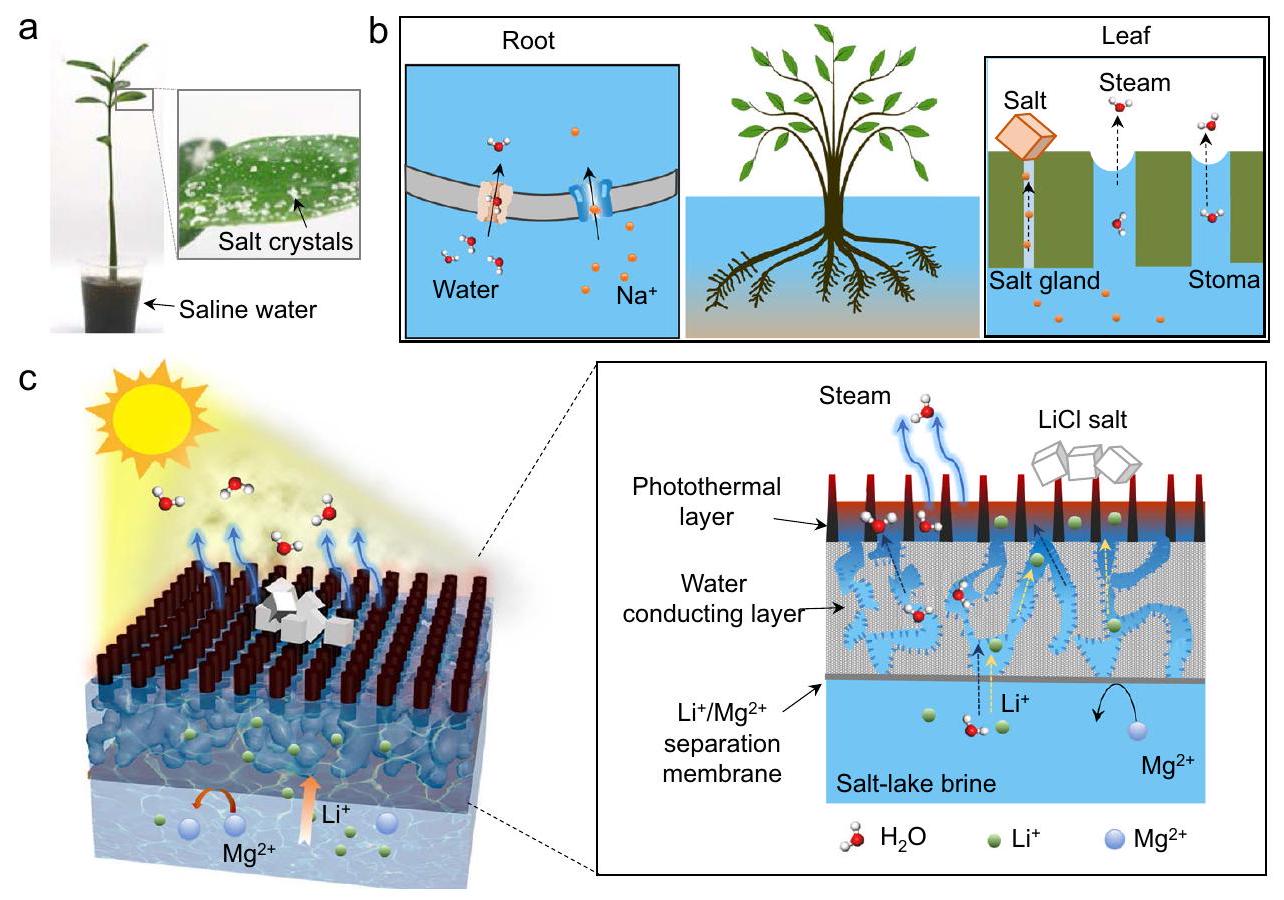 الفصل الغشائي المدفوع بالطاقة الشمسية للاستخراج المباشر لليثيوم من محلول بحيرة ملحية صناعية Solar-driven membrane separation for direct lithium extraction from artificial salt-lake brine