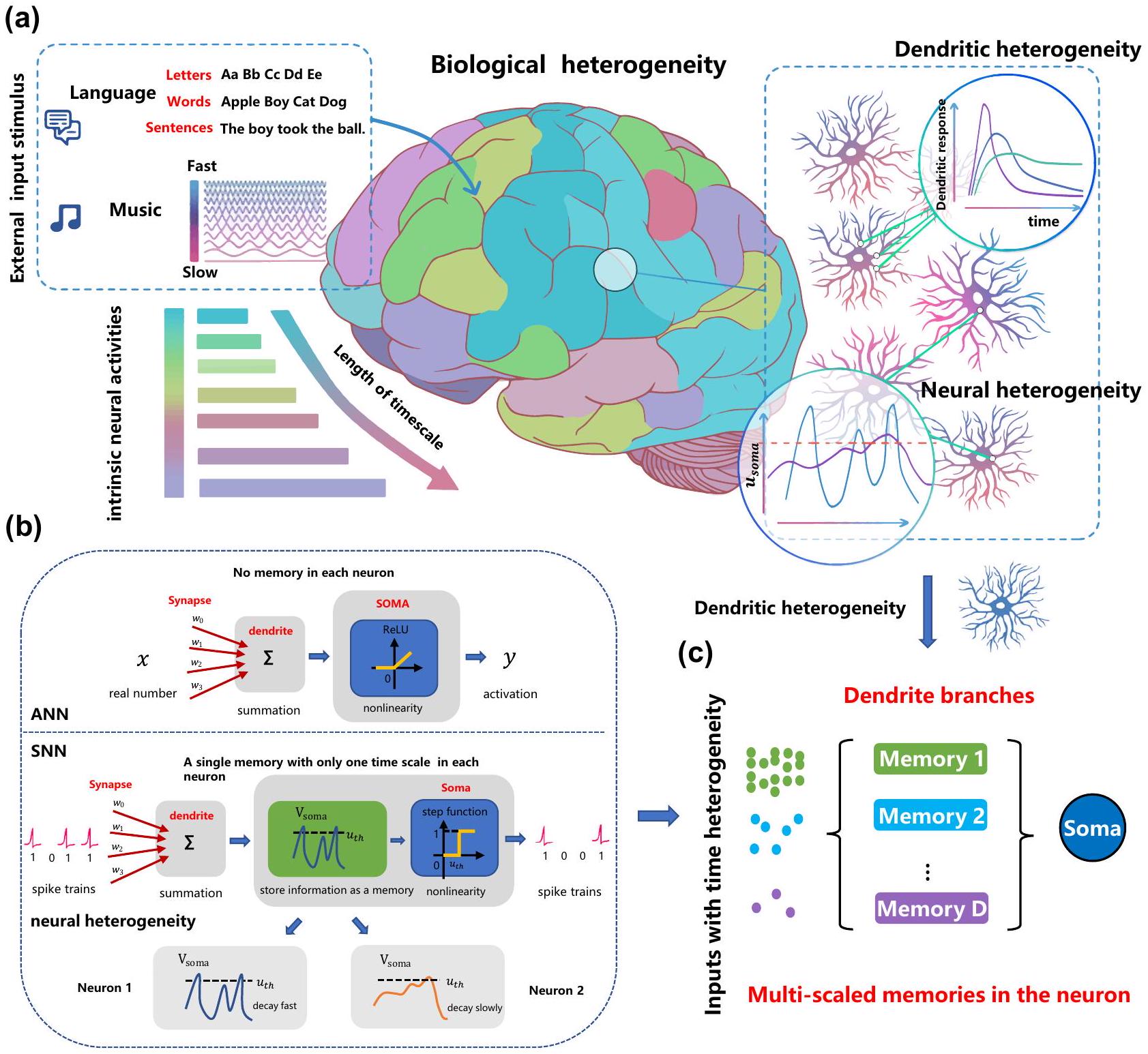 تم دمج التباين الزمني في الشجيرات مع الشبكات العصبية النابضة لتعلم الديناميات متعددة الأوقات Temporal dendritic heterogeneity incorporated with spiking neural networks for learning multi-timescale dynamics