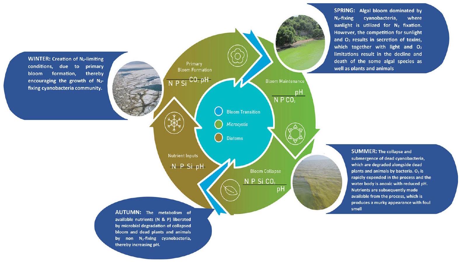 الطحالب الزرقاء الخضراء الضارة: الأسباب، التأثيرات، وإدارة المخاطر Cyanobacteria Harmful Algae Blooms: Causes, Impacts, and Risk Management
