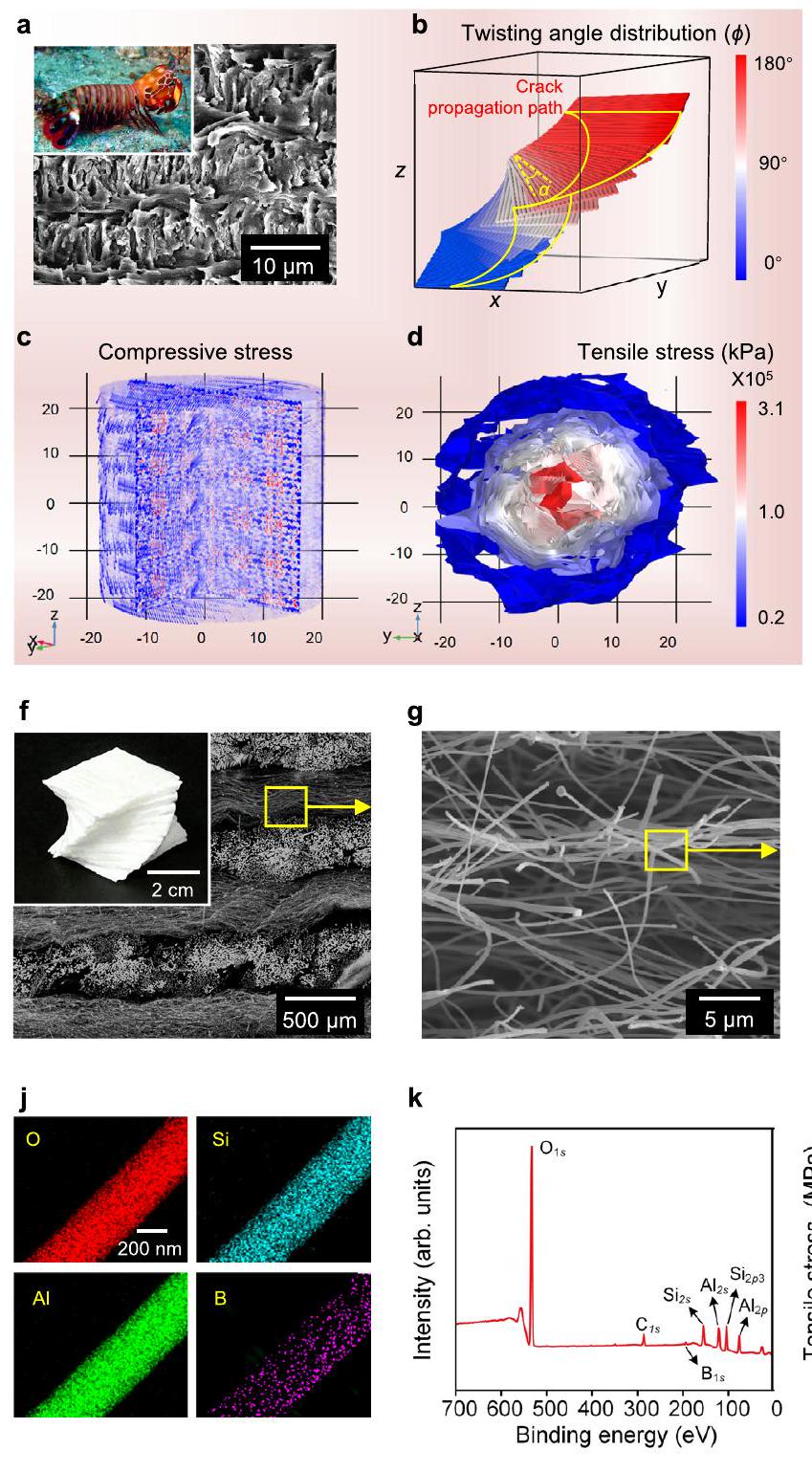 تمكن مصفوفة الألياف الكيرالية بووليجاند المستوحاة من الطبيعة من إنتاج هلامات السيراميك الفائقة المرونة والقوة Biomimetic Bouligand chiral fibers array enables strong and superelastic ceramic aerogels