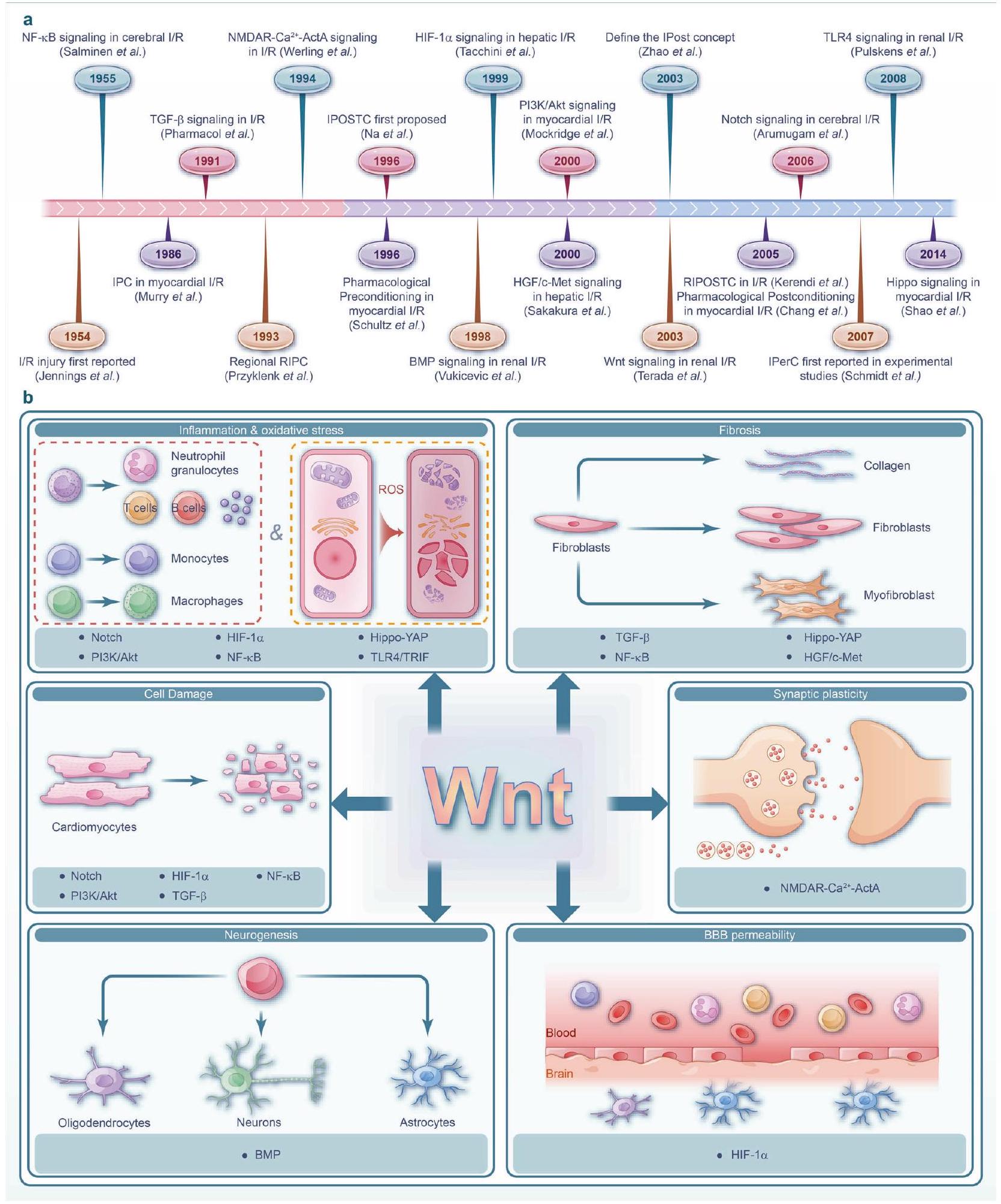 إصابة نقص التروية-إعادة التروية: الآليات الجزيئية والأهداف العلاجية Ischemia-reperfusion injury: molecular mechanisms and therapeutic targets