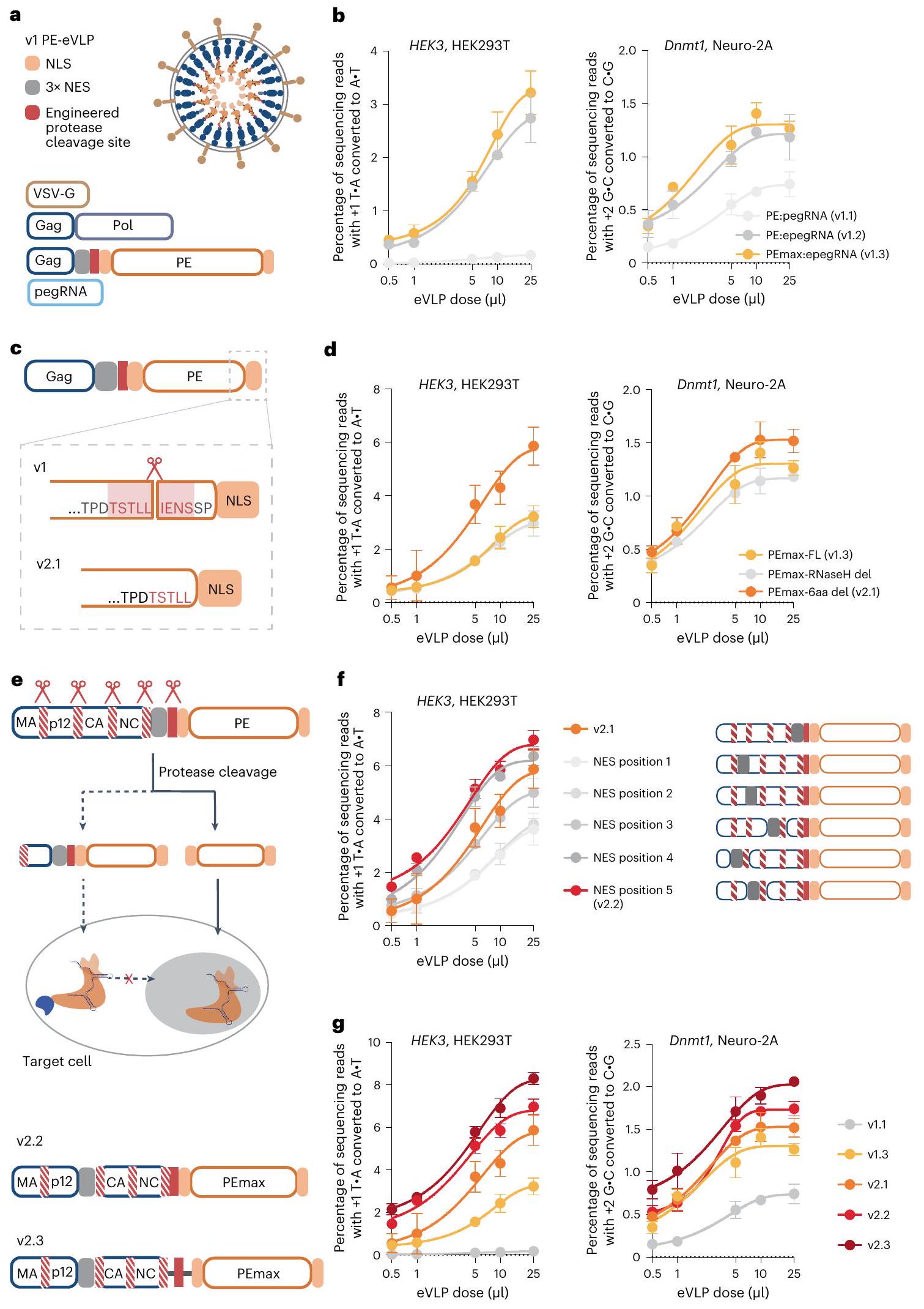جزيئات فيروسية مصممة للتوصيل المؤقت لمجمعات ريبونوكليوبروتين المحرر الرئيسي في الجسم الحي Engineered virus-like particles for transient delivery of prime editor ribonucleoprotein complexes in vivo
