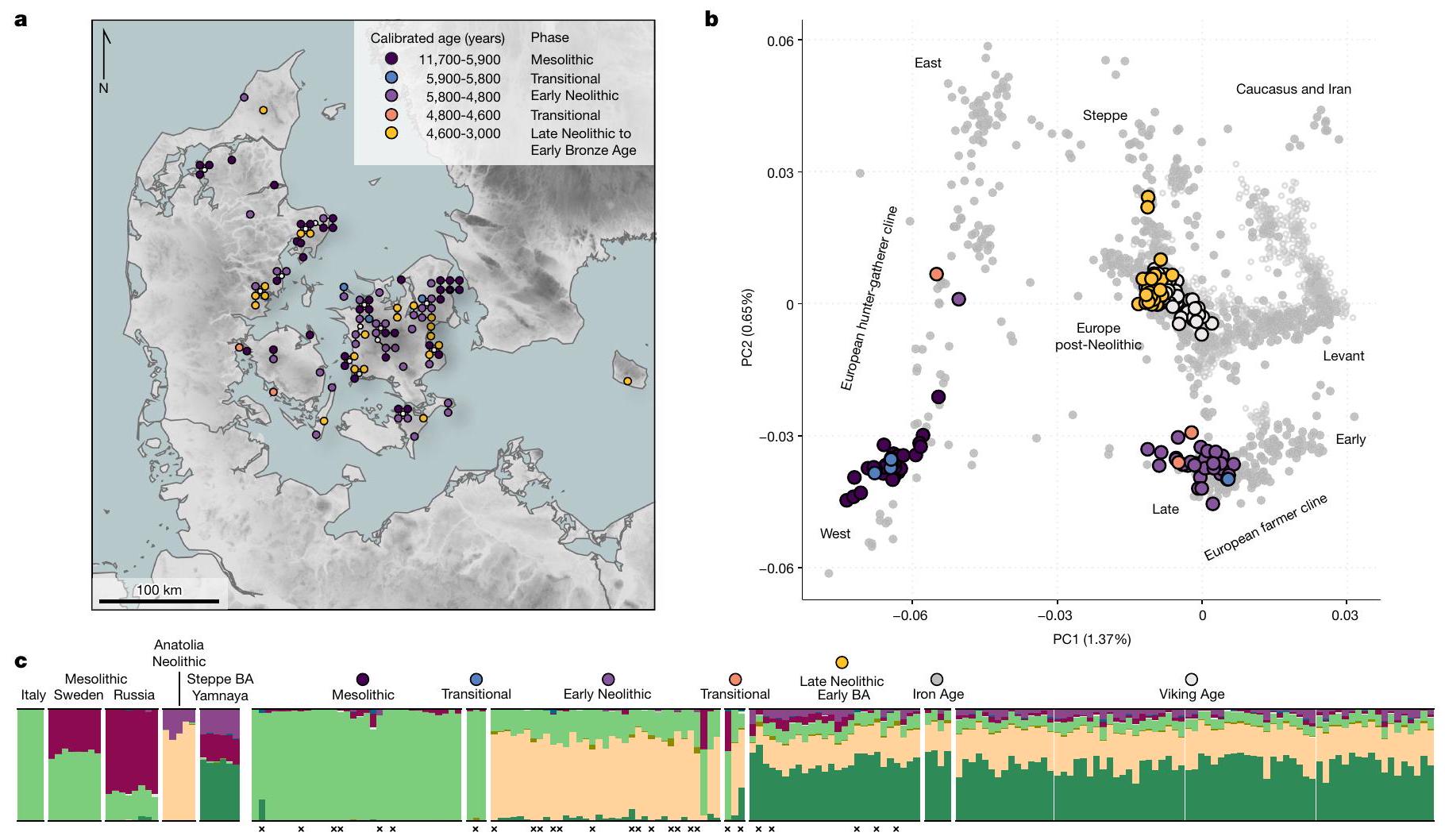 100 جينوم قديم يظهر تغييرات متكررة في السكان في الدنمارك النيوثية 100 ancient genomes show repeated population turnovers in Neolithic Denmark