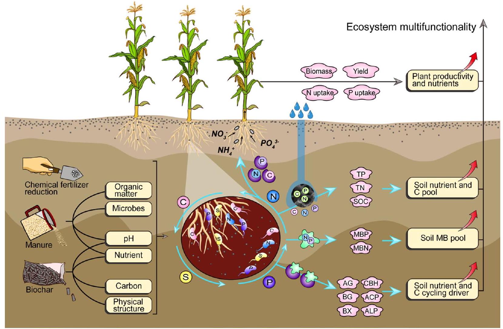 تطبيقات الفحم الحيوي والأسمدة العضوية تعزز وفرة الميكروبات الوظيفية في التربة وتعدد وظائف النظام الزراعي البيئي Biochar and organic fertilizer applications enhance soil functional microbial abundance and agroecosystem multifunctionality