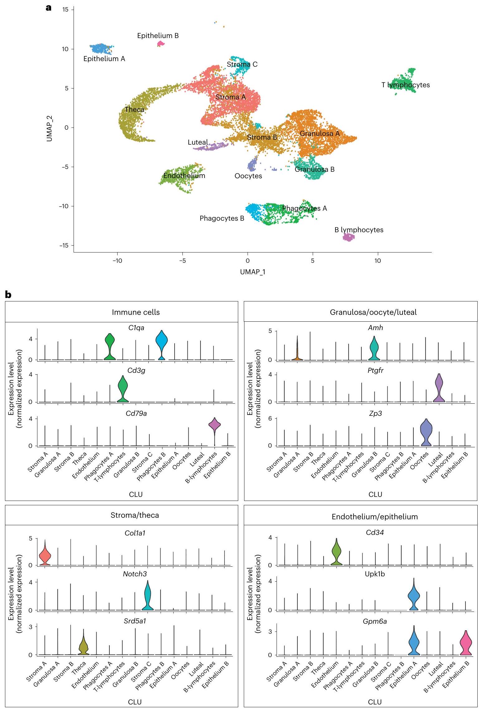 أطلس خلية واحدة لمبيض الفأر المتقدم في السن A single-cell atlas of the aging mouse ovary