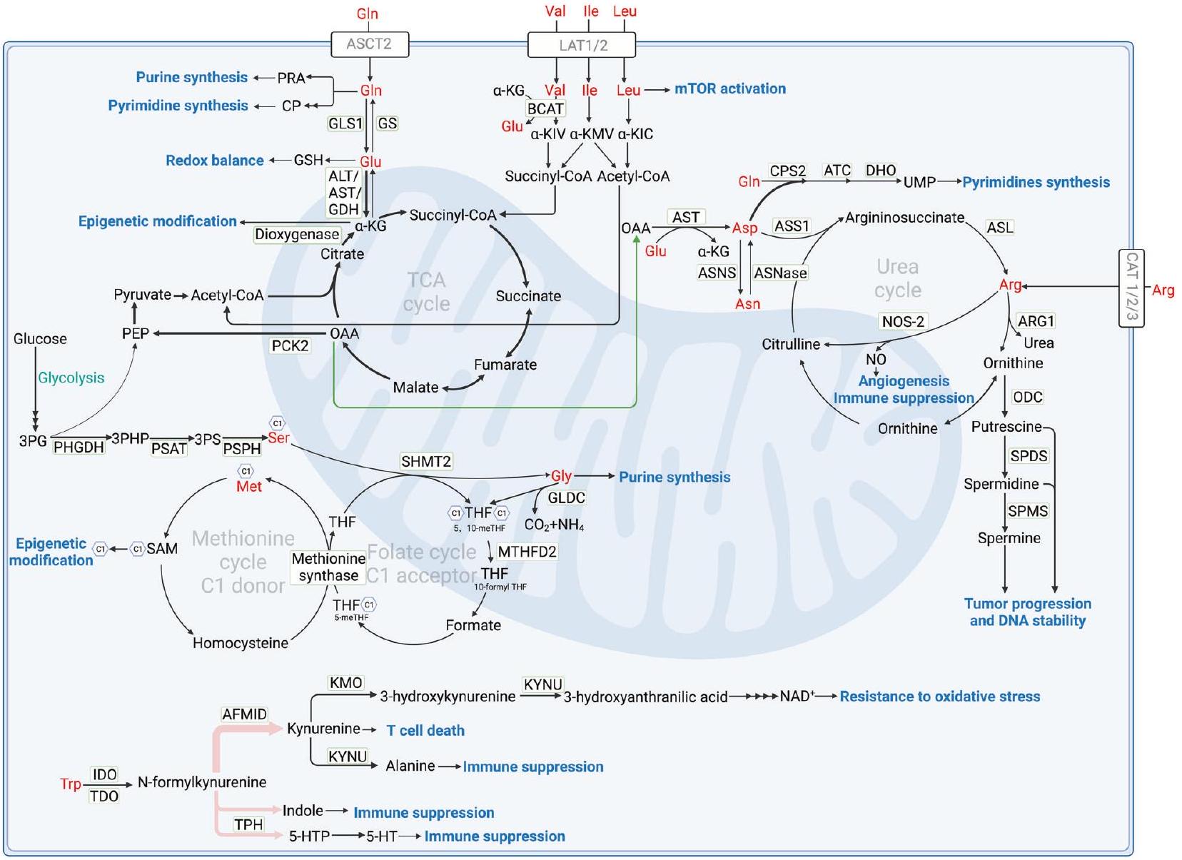 أيض الأحماض الأمينية في بيولوجيا الأورام والعلاج Amino acid metabolism in tumor biology and therapy