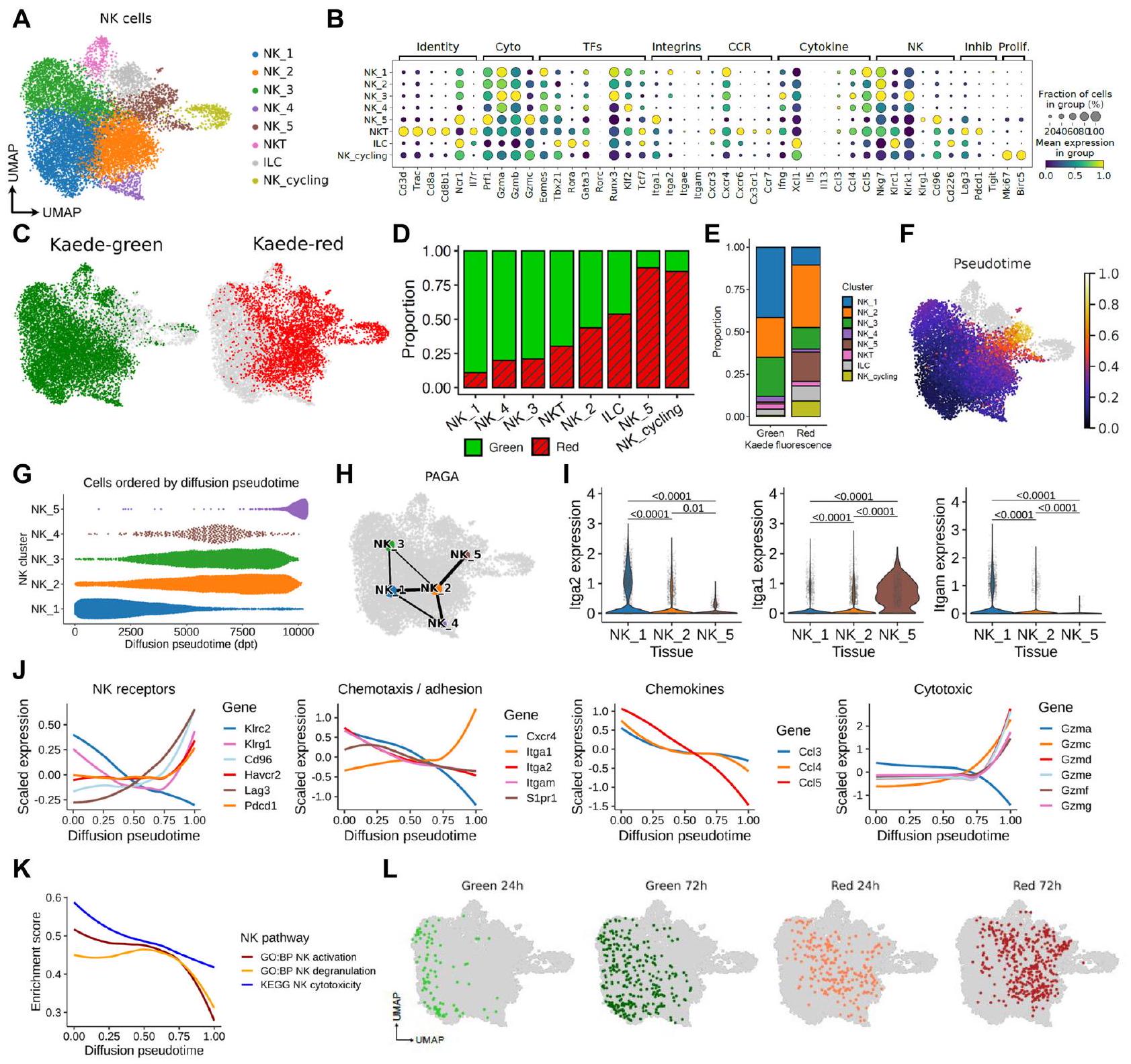 التدهور الوظيفي السريع لخلايا القاتل الطبيعي بعد دخول الورم يحد من المناعة المضادة للورم Rapid functional impairment of natural killer cells following tumor entry limits anti-tumor immunity