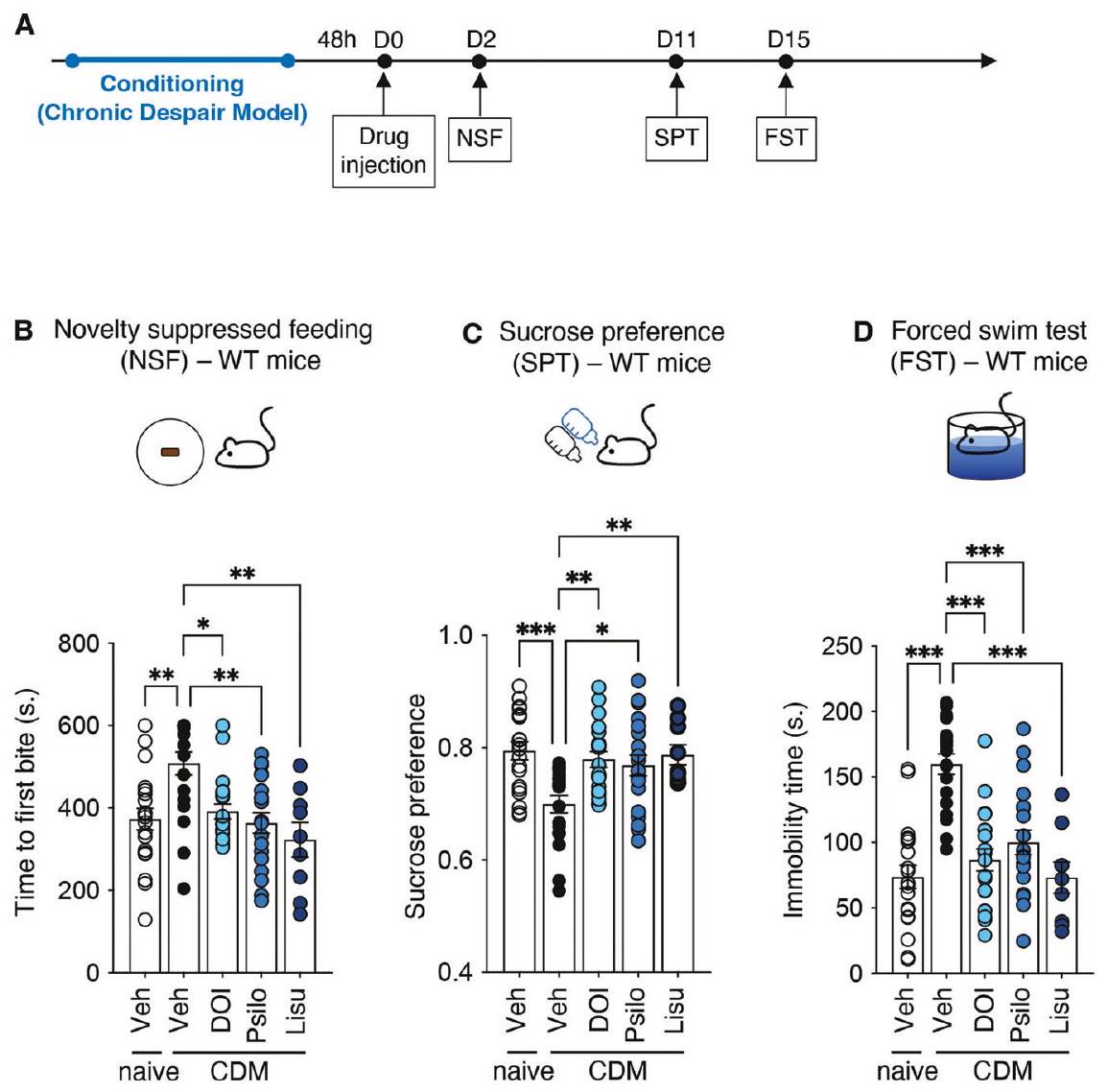 تأثيرات شبيهة بمضادات الاكتئاب للمواد النفسية في نموذج الفئران المعرضة لليأس المزمن: هل مستقبل 5-HT2A هو اللاعب الفريد؟ Antidepressant-like effects of psychedelics in a chronic despair mouse model: is the 5-HT2A receptor the unique player?