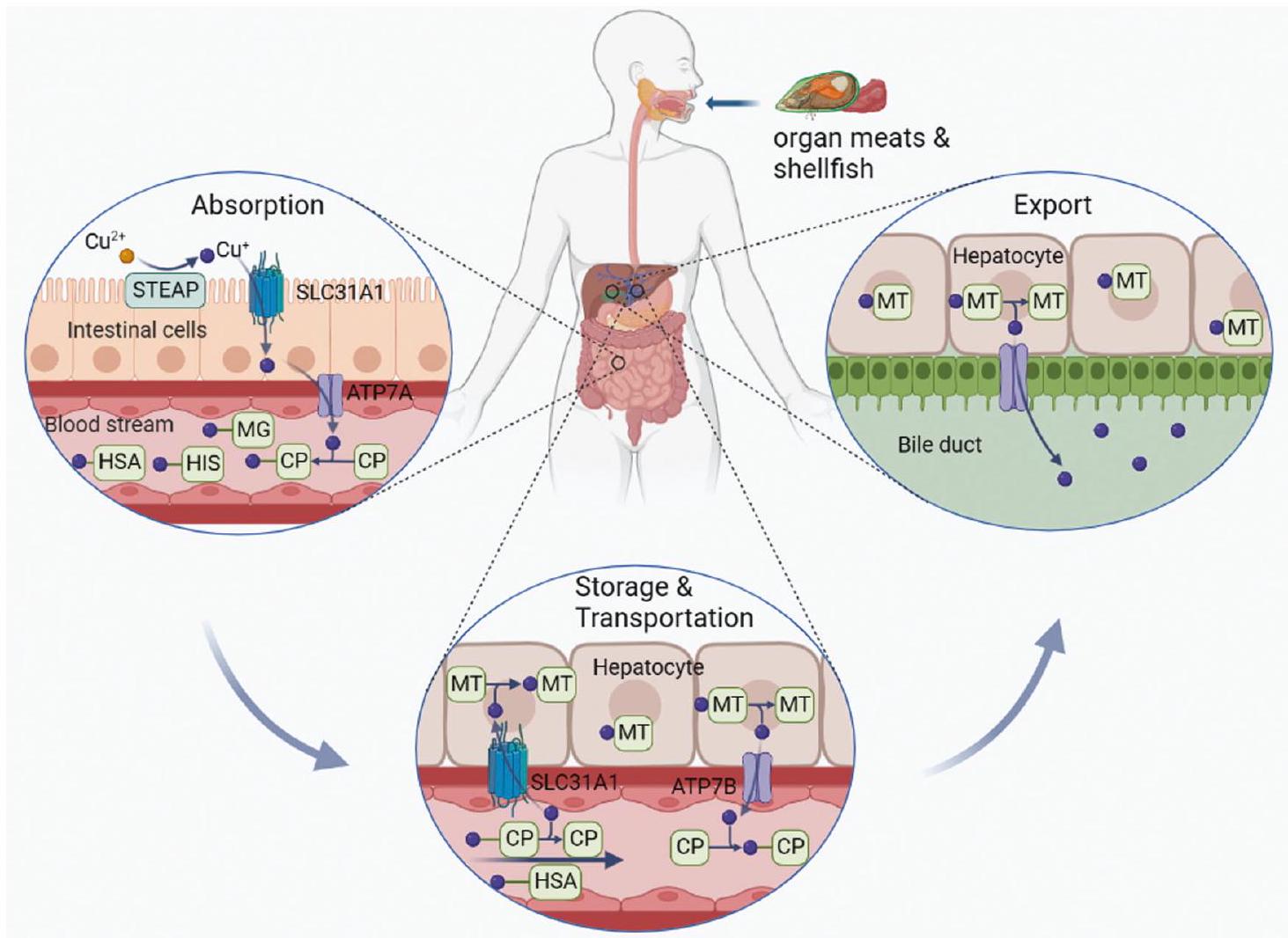 توازن النحاس والموت الخلوي الناتج عن النحاس في تصلب الشرايين: الأيض، الآليات والاستراتيجيات العلاجية المحتملة Copper homeostasis and cuproptosis in atherosclerosis: metabolism, mechanisms and potential therapeutic strategies