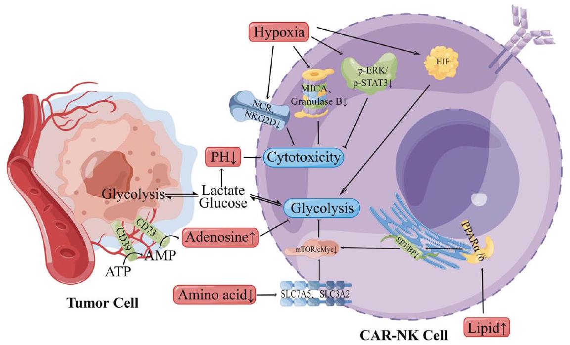 اختراق في علاج الأورام الصلبة: العلاج المناعي CAR-NK Breakthrough of solid tumor treatment: CAR-NK immunotherapy