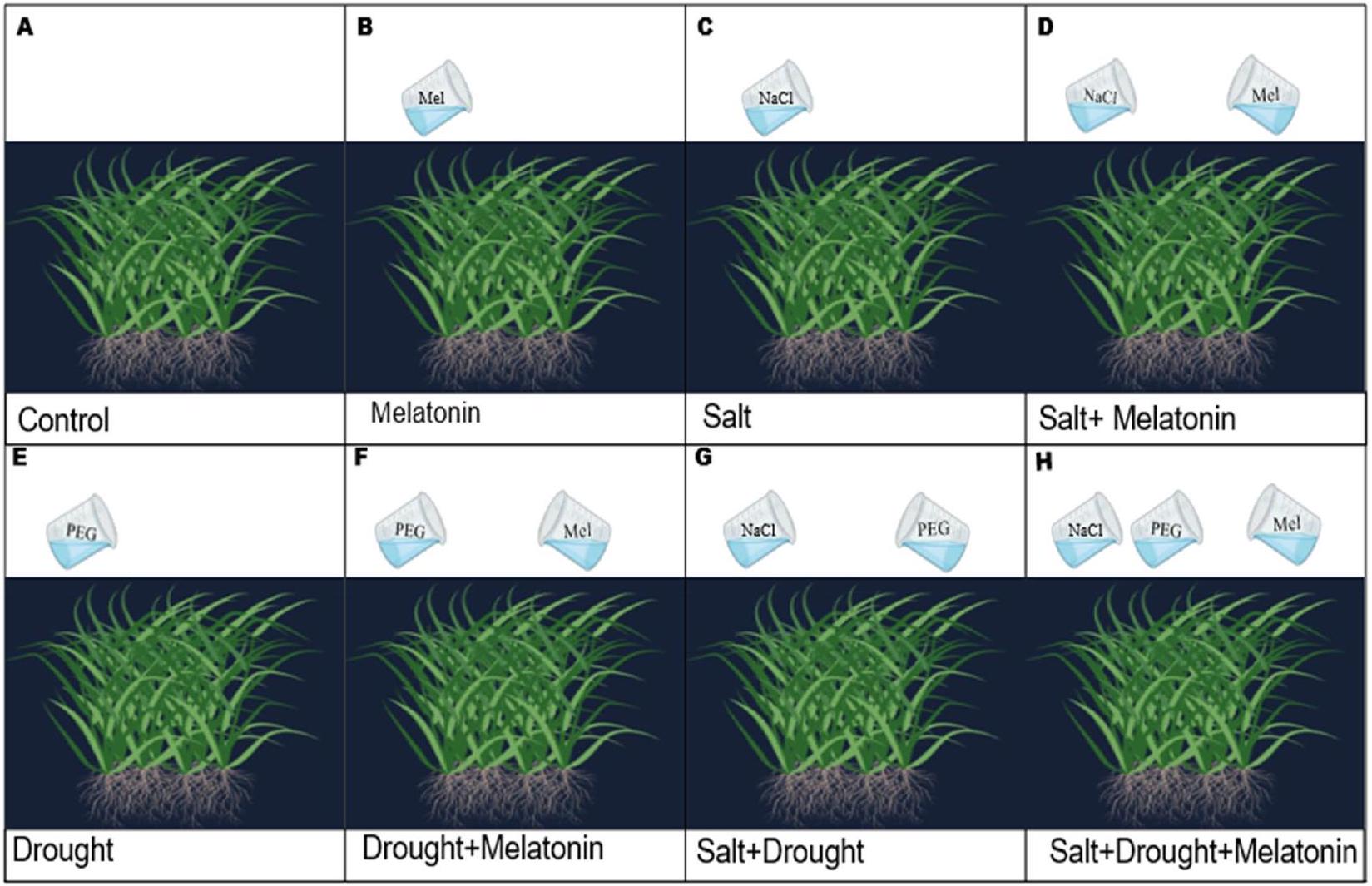 الميلاتونين الخارجي يعزز تحمل الإجهاد الناتج عن الملح والجفاف في الأرز من خلال تعزيز نمو النبات ونظام الدفاع Exogenous melatonin induces salt and drought stress tolerance in rice by promoting plant growth and defense system