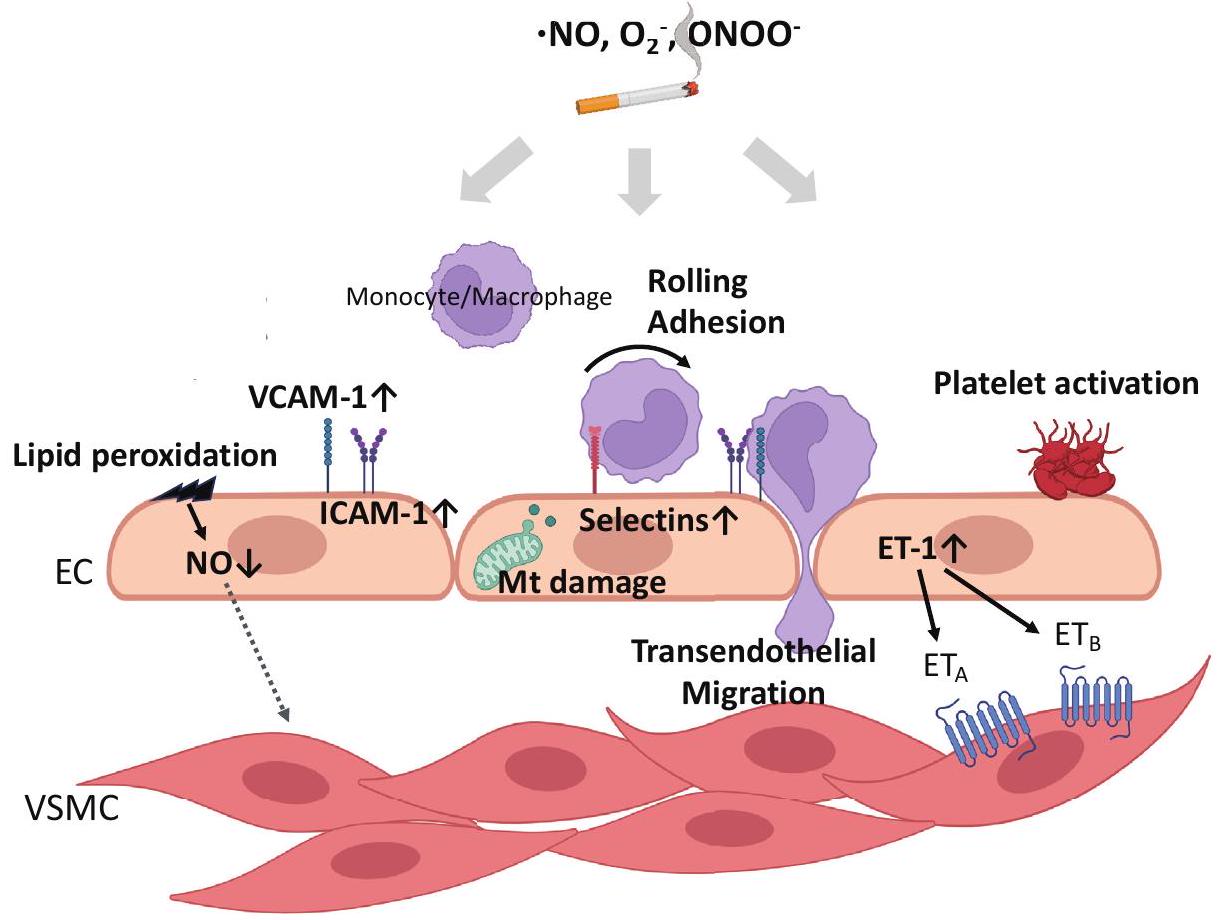 تدخين السجائر ومرض القلب والأوعية الدموية الناتج عن تصلب الشرايين Cigarette Smoking and Atherosclerotic Cardiovascular Disease