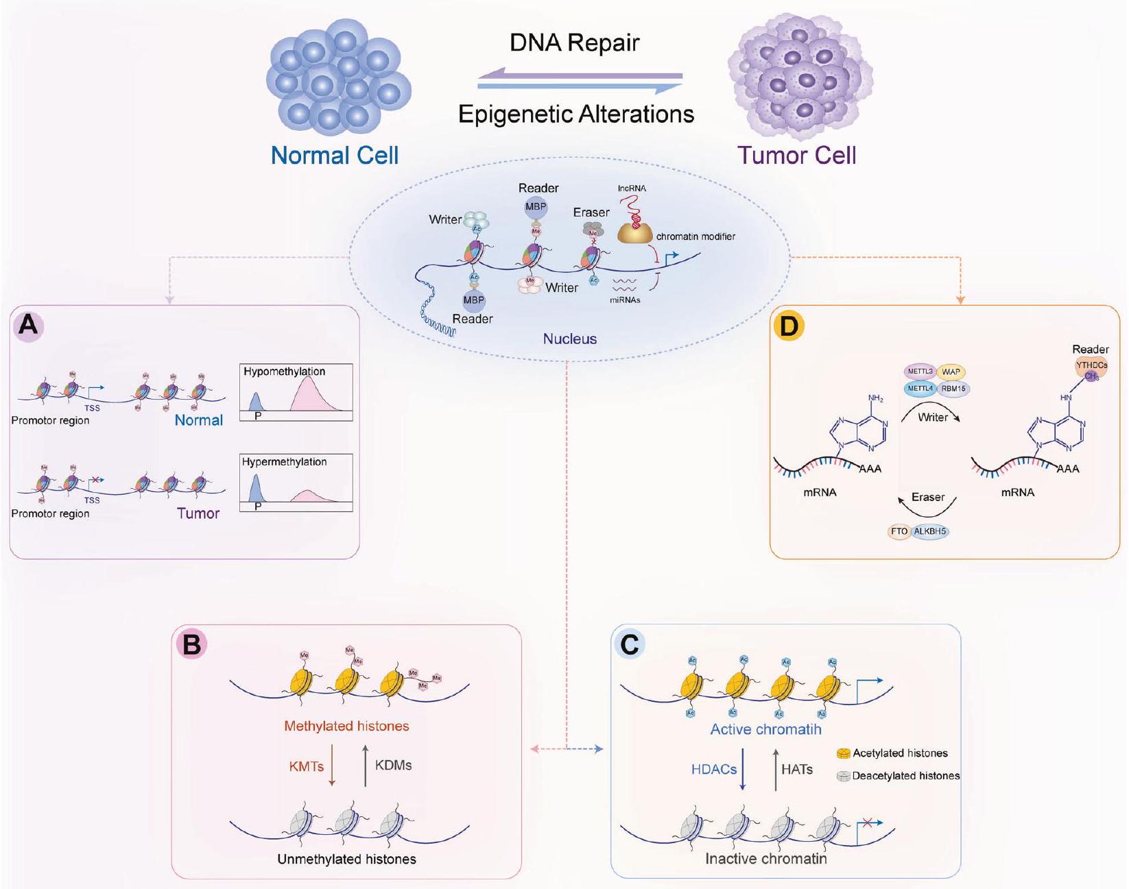 علم الوراثة اللاجينية للسرطان: من الدراسات المخبرية والتجارب السريرية إلى الطب الدقيق Cancer epigenetics: from laboratory studies and clinical trials to precision medicine