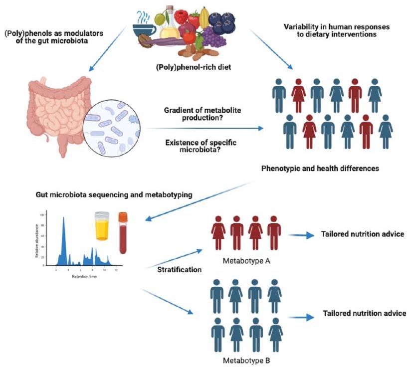أنماط الأيض المعوية المرتبطة بالبوليفينولات وصحة الإنسان: تحديث (Poly)phenol-related gut metabotypes and human health: an update