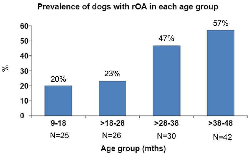 انتشار التهاب المفاصل العظمي الشعاعي في الأطراف والعلامات السريرية المرتبطة به في الكلاب الصغيرة Prevalence of radiographic appendicular osteoarthritis and associated clinical signs in young dogs