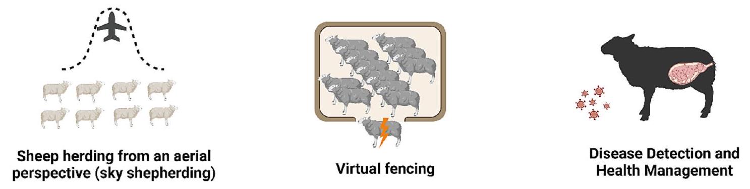 الأثر الرائد للتحول الرقمي والذكاء الاصطناعي في تربية الأغنام The groundbreaking impact of digitalization and artificial intelligence in sheep farming