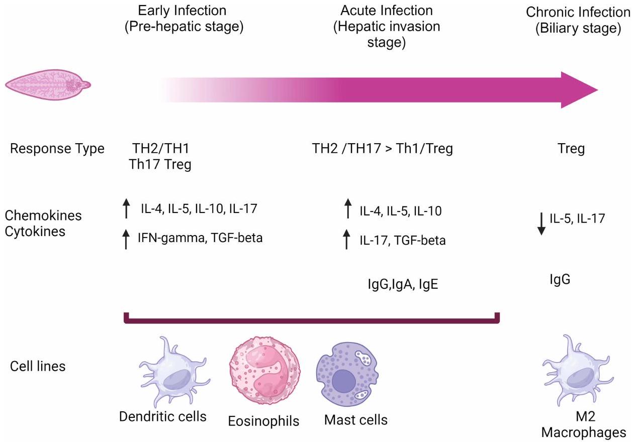 تحديث حول مسببات الفاسيولياز: ماذا نعرف؟ An Update on the Pathogenesis of Fascioliasis: What Do We Know?