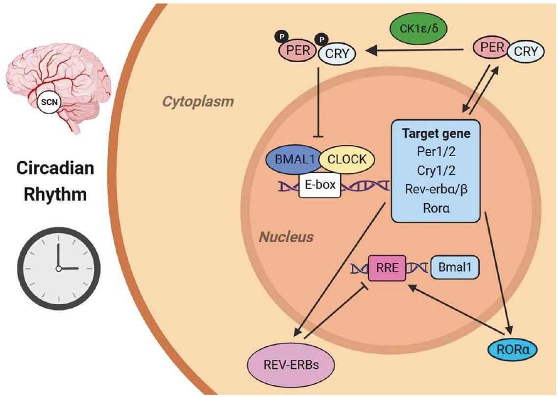 إيقاع الساعة البيولوجية ينظم وظيفة خلايا المناعة ويشارك في تطور الأورام Circadian rhythm regulates the function of immune cells and participates in the development of tumors