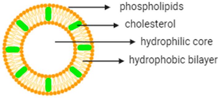 مركبات الليبوسوم-الهيدروجيل لتطبيقات توصيل الأدوية المتحكم بها Liposome–Hydrogel Composites for Controlled Drug Delivery Applications