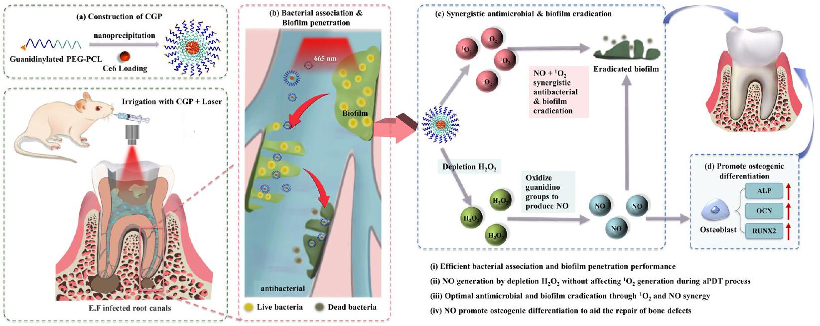 منصة نانوية مضادة للميكروبات تعتمد على العلاج الضوئي والعلاج بأكسيد النيتريك: نظام متقدم لري قنوات الجذور لعلاج العدوى البكتيرية في طب الأسنان Photodynamic and nitric oxide therapy-based synergistic antimicrobial nanoplatform: an advanced root canal irrigation system for endodontic bacterial infections