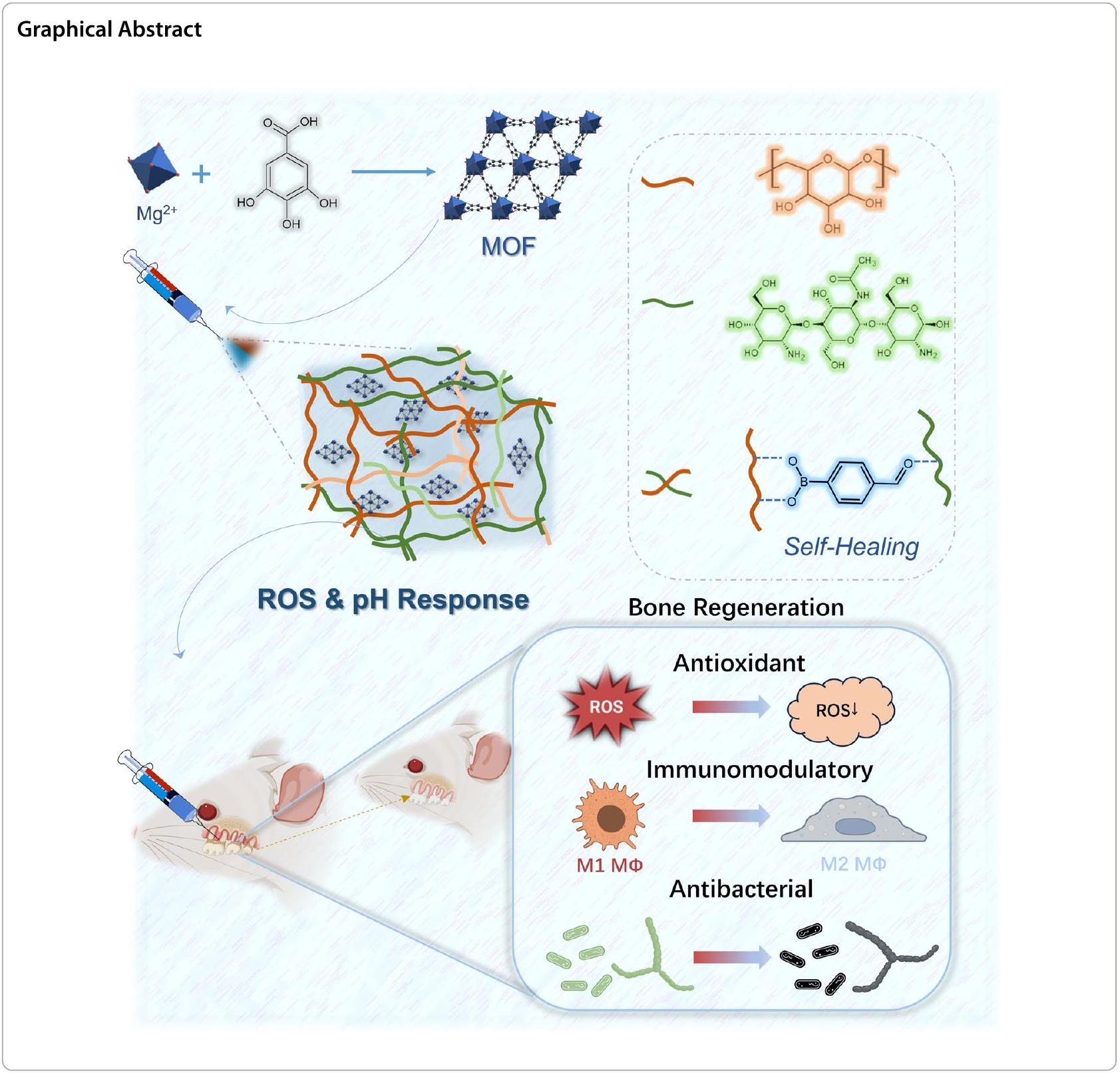 نظام الهيدروجيل الديناميكي-الإطار العضوي المعدني يعزز تجديد العظام في التهاب اللثة من خلال توصيل الدواء بشكل محكم Dynamic hydrogel–metal–organic framework system promotes bone regeneration in periodontitis through controlled drug delivery