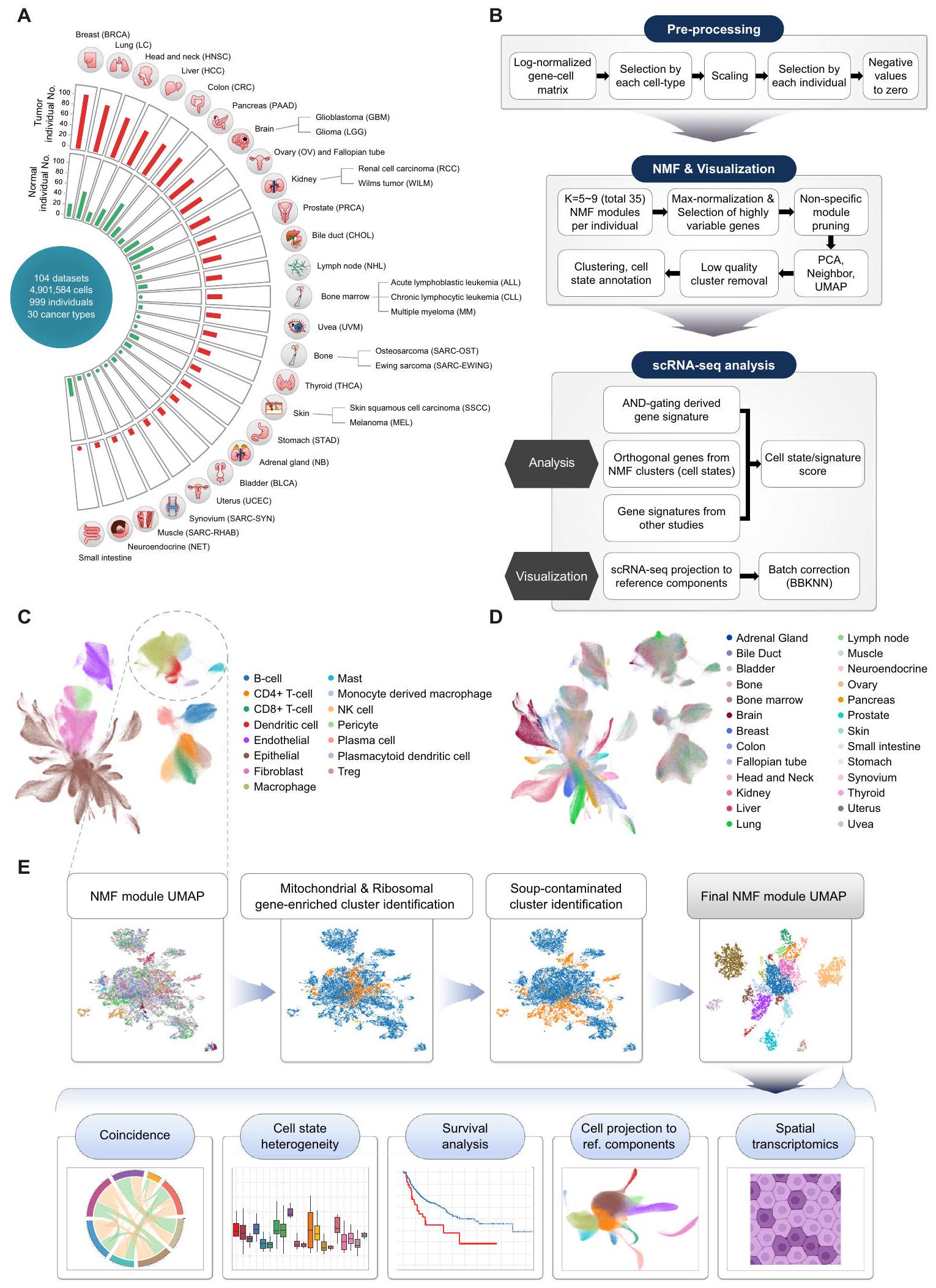 التشريح المنهجي لبيئات الخلايا المفردة بين الأورام الطبيعية عبر ألف ورم من 30 نوعًا من السرطان Systematic dissection of tumor-normal single-cell ecosystems across a thousand tumors of 30 cancer types