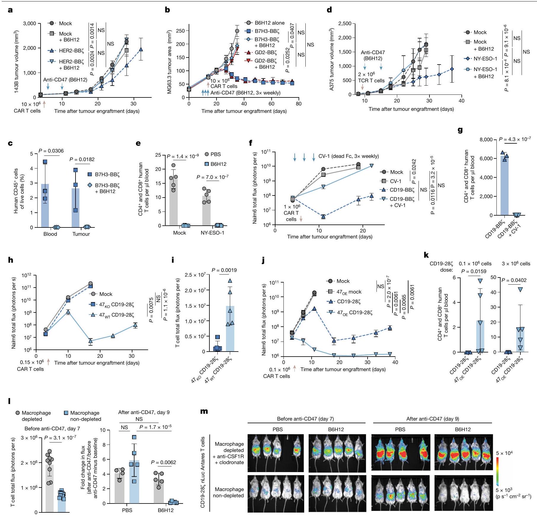 الهندسة الجينية لـ CD47 تحمي خلايا T لتعزيز المناعة المضادة للأورام Engineered CD47 protects T cells for enhanced antitumour immunity