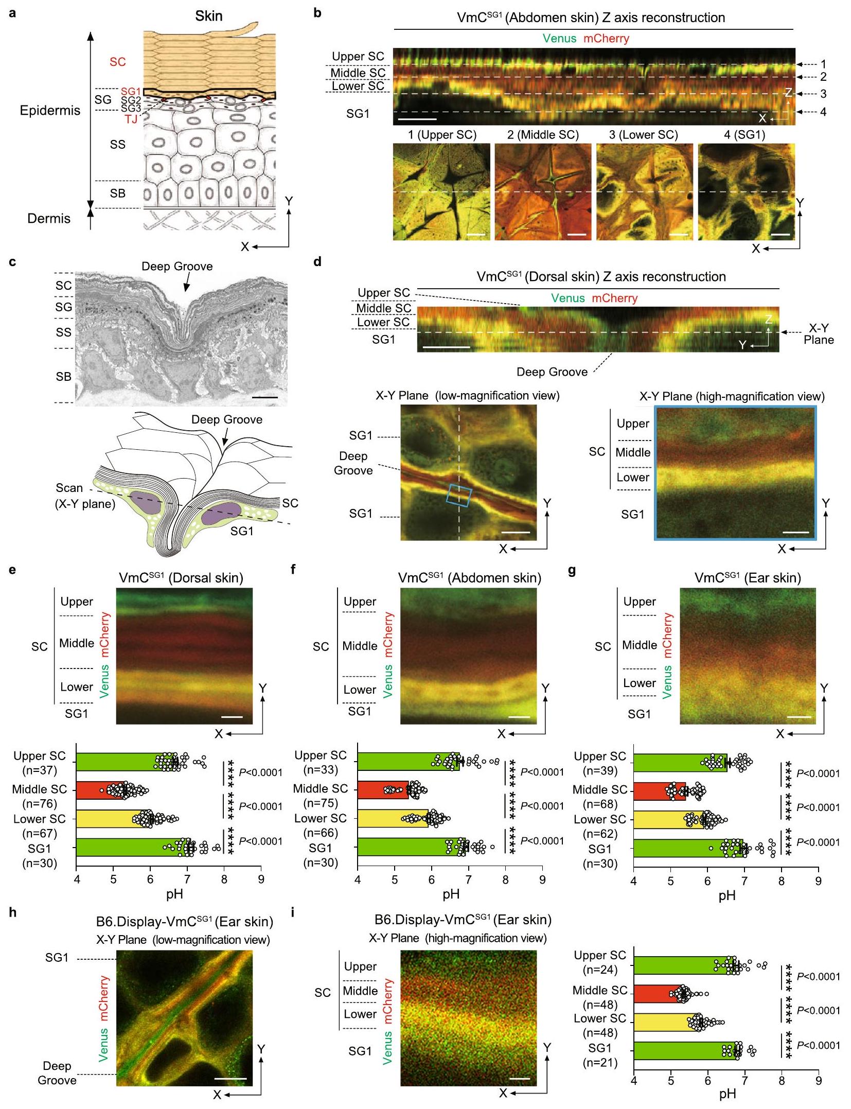 ثلاثة تقدمات تدريجية في درجة الحموضة في الطبقة القرنية للحفاظ على التوازن الداخلي للجلد Three stepwise pH progressions in stratum corneum for homeostatic maintenance of the skin