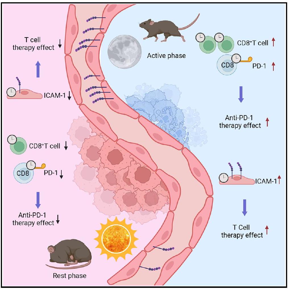 تسلل الأورام الدائري ووظيفة خلايا CD8+ T تحدد فعالية العلاج المناعي Circadian tumor infiltration and function of CD8+ T cells dictate immunotherapy efficacy