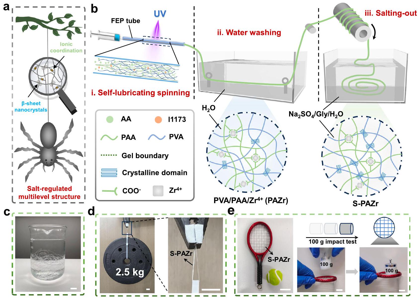 ألياف هيدروجيل قوية ومتينة مستوحاة من خيوط العنكبوت تتمتع بخصائص مقاومة التجمد والاحتفاظ بالماء Spider-silk-inspired strong and tough hydrogel fibers with anti-freezing and water retention properties