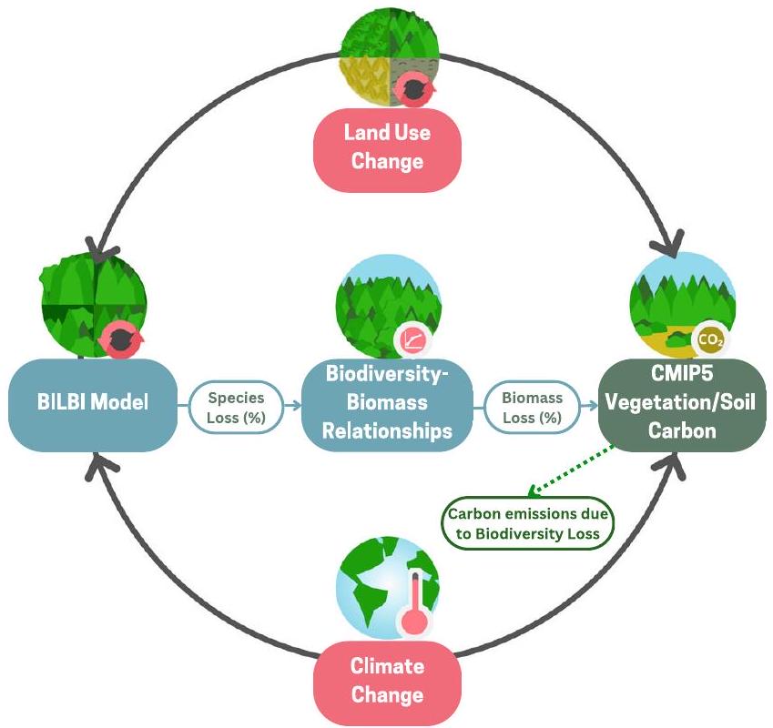 فقدان التنوع البيولوجي يقلل من تخزين الكربون الأرضي العالمي Biodiversity loss reduces global terrestrial carbon storage