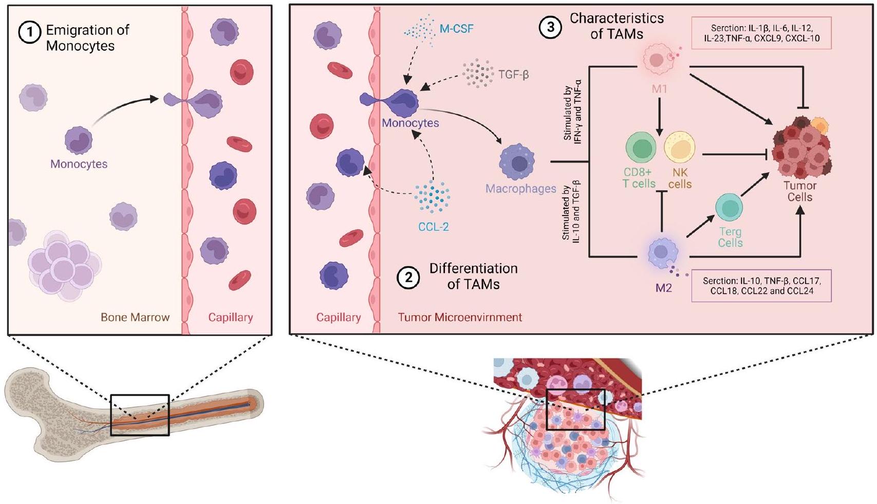 دور البلعميات المرتبطة بالورم في التهرب المناعي للورم The role of tumor-associated macrophages in tumor immune evasion