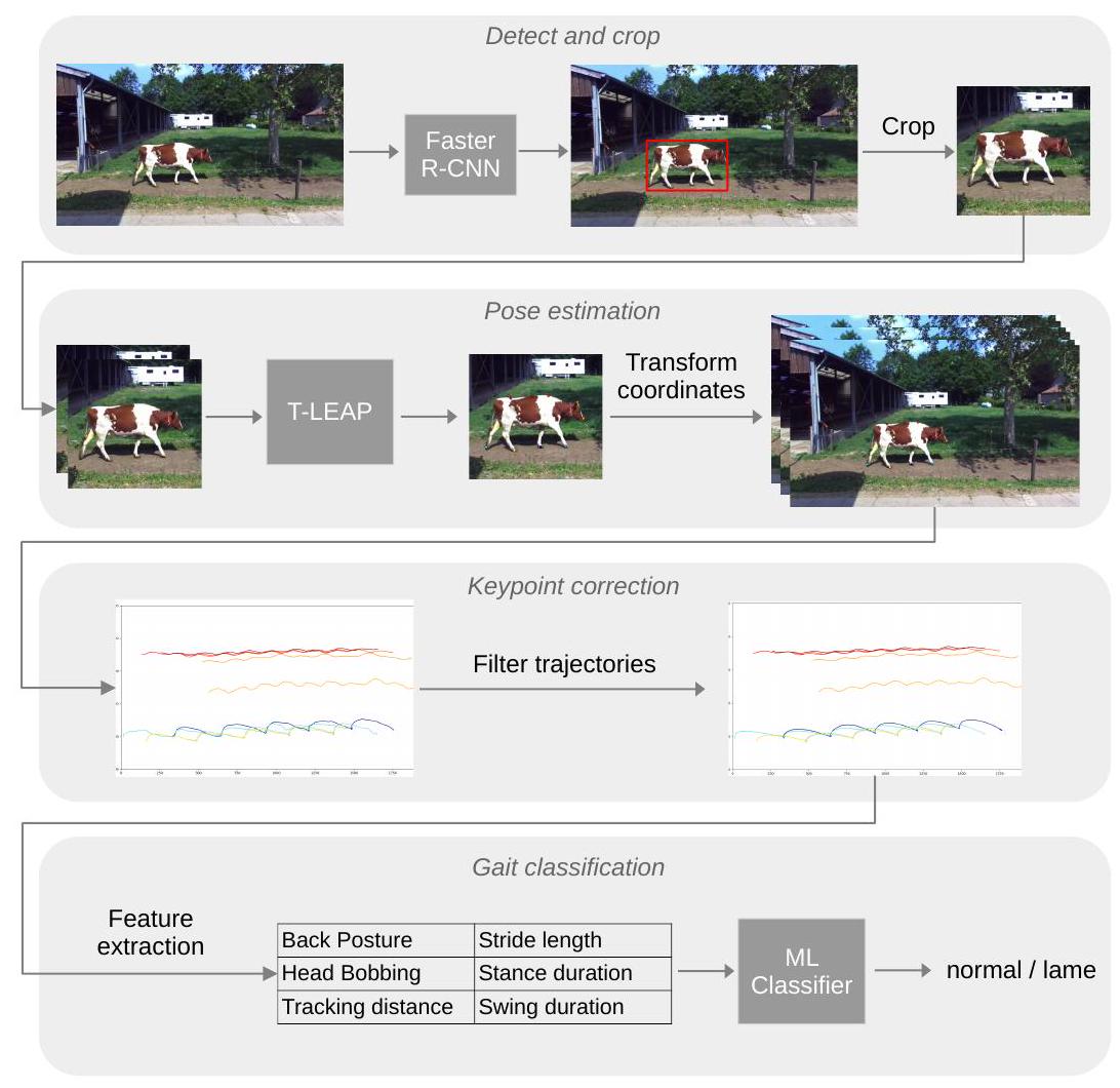 الكشف التلقائي عن العرج في الأبقار الحلوب باستخدام الفيديو وتقدير الوضعية وخصائص الحركة المتعددة Video-based automatic lameness detection of dairy cows using pose estimation and multiple locomotion traits