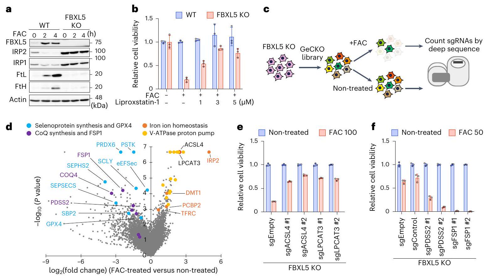 PRDX6 يعزز استخدام السيلينيوم للحد من سمية الحديد والفيروبتوزيس PRDX6 augments selenium utilization to limit iron toxicity and ferroptosis