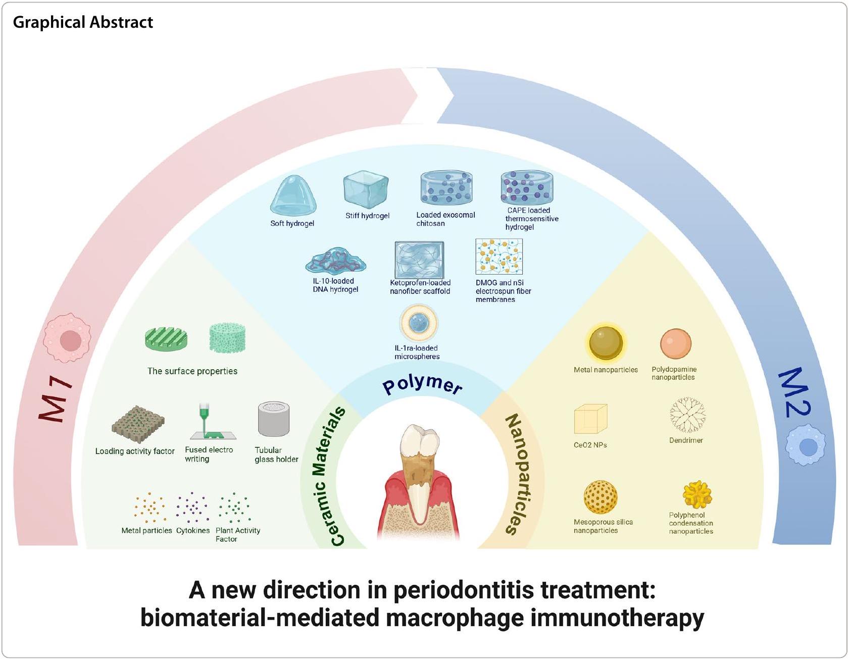 اتجاه جديد في علاج التهاب اللثة: العلاج المناعي باستخدام المواد الحيوية المستندة إلى البلعميات A new direction in periodontitis treatment: biomaterial-mediated macrophage immunotherapy