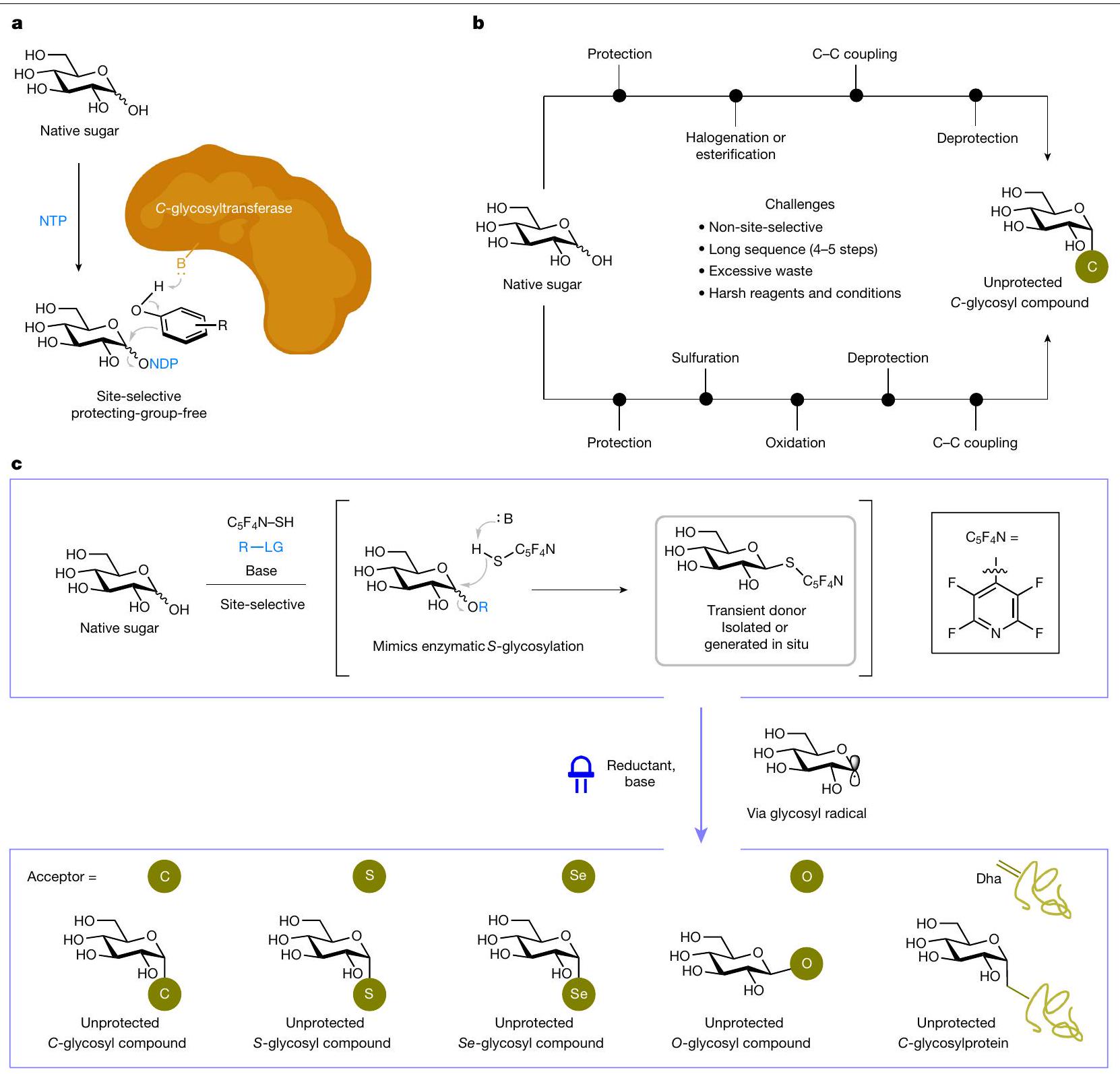 التعديل المباشر للجذور الوظيفية للسكريات الأصلية Direct radical functionalization of native sugars
