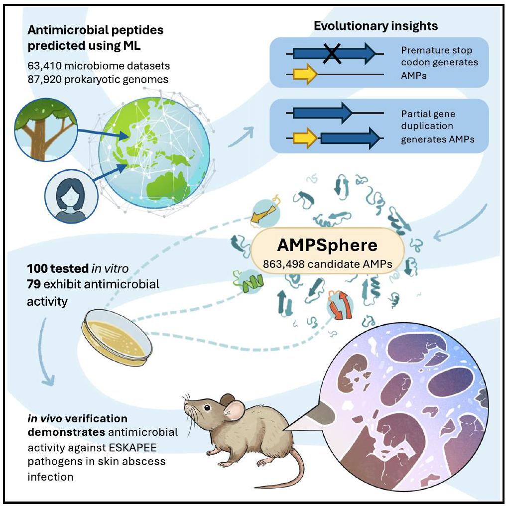 اكتشاف الببتيدات المضادة للميكروبات في الميكروبيوم العالمي باستخدام التعلم الآلي Discovery of antimicrobial peptides in the global microbiome with machine learning