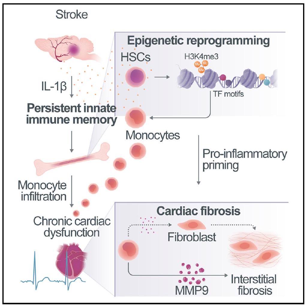 الذاكرة المناعية الفطرية بعد إصابة الدماغ تؤدي إلى خلل التوتر القلبي الالتهابي Innate immune memory after brain injury drives inflammatory cardiac dysfunction