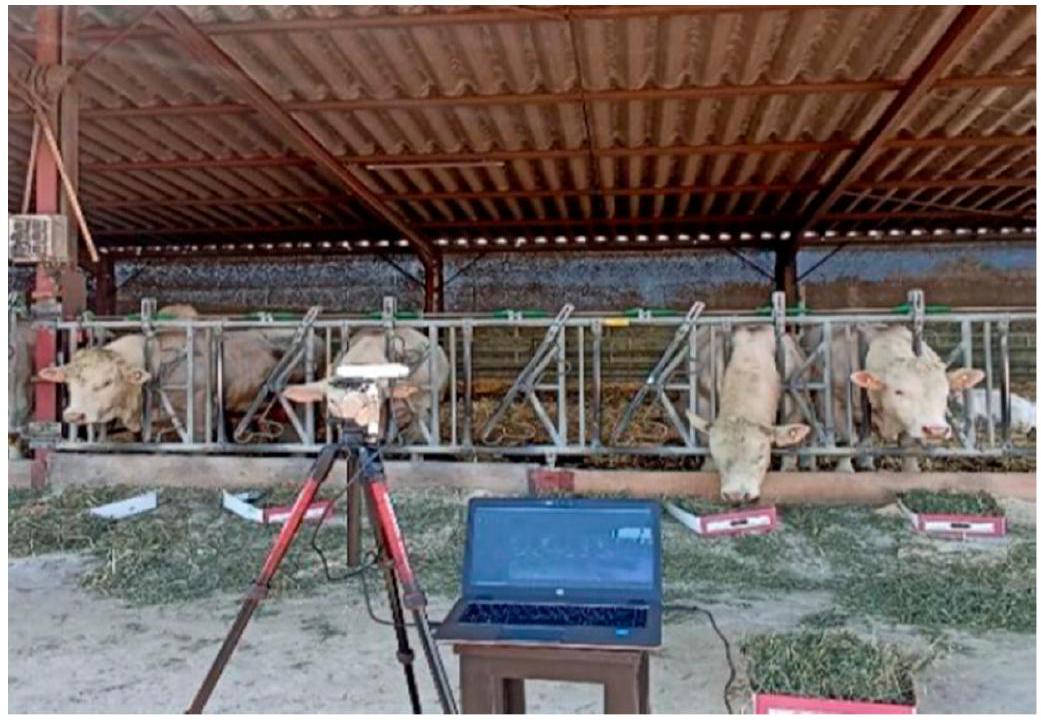 برمجة وإعداد خوارزمية كشف الكائنات YOLO لتحديد أنشطة التغذية لماشية الأبقار: مقارنة بين YOLOv8m و YOLOv10m Programming and Setting Up the Object Detection Algorithm YOLO to Determine Feeding Activities of Beef Cattle: A Comparison between YOLOv8m and YOLOv10m